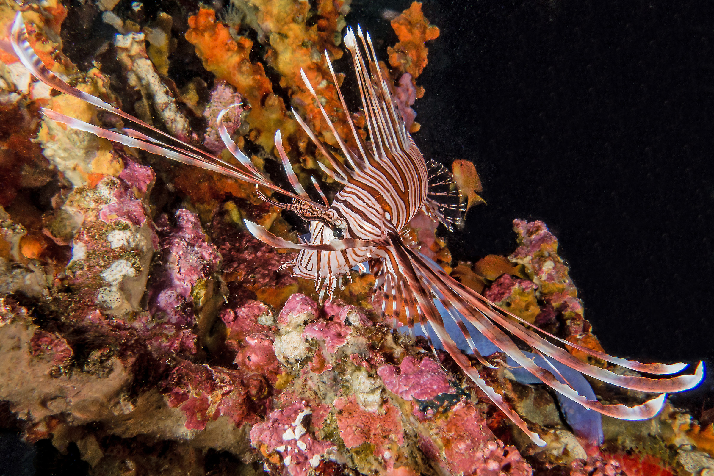 Pterois volitans juv