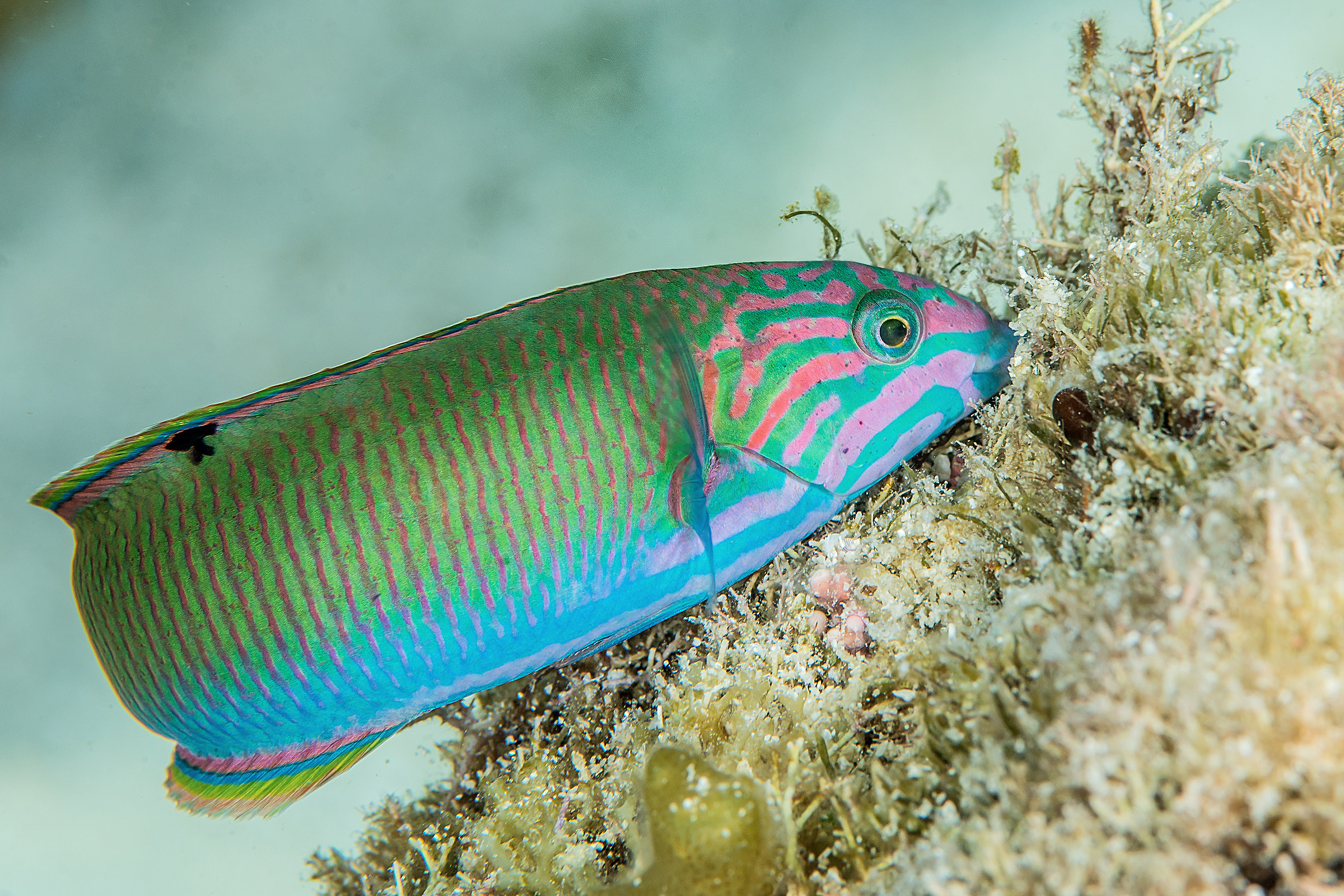 Thalassoma lunare