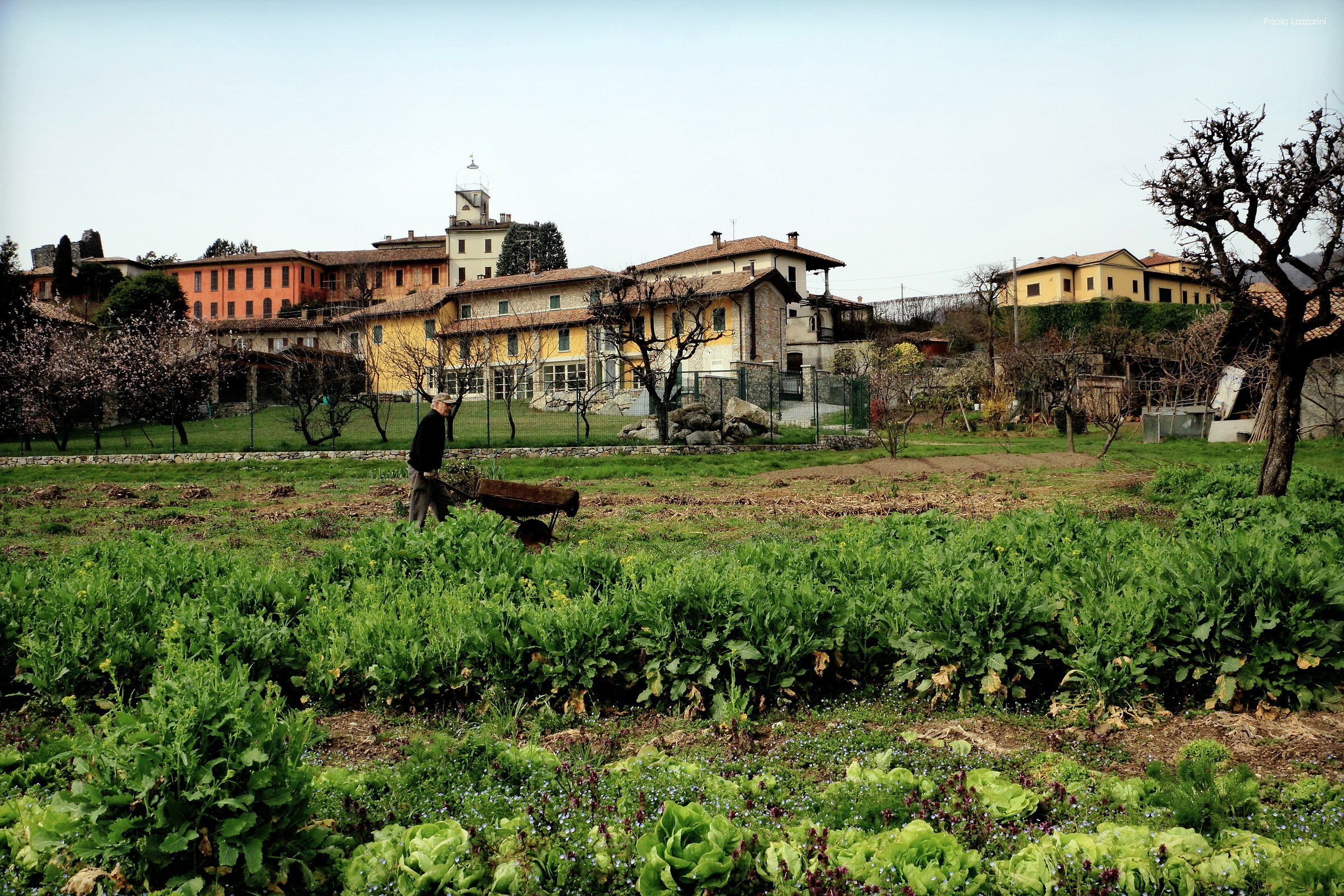 La cavoliera di Parravicino