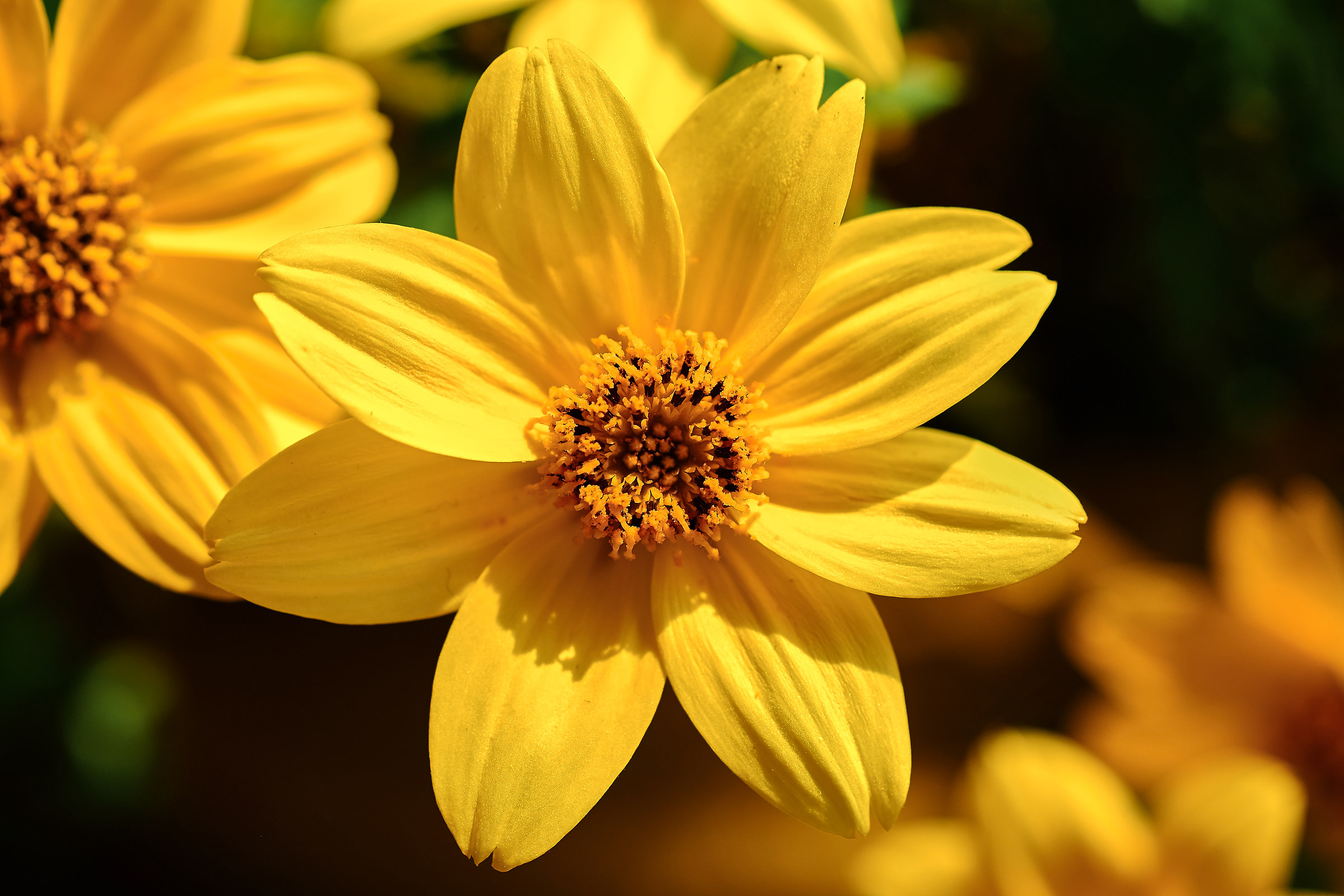 Yellow flower