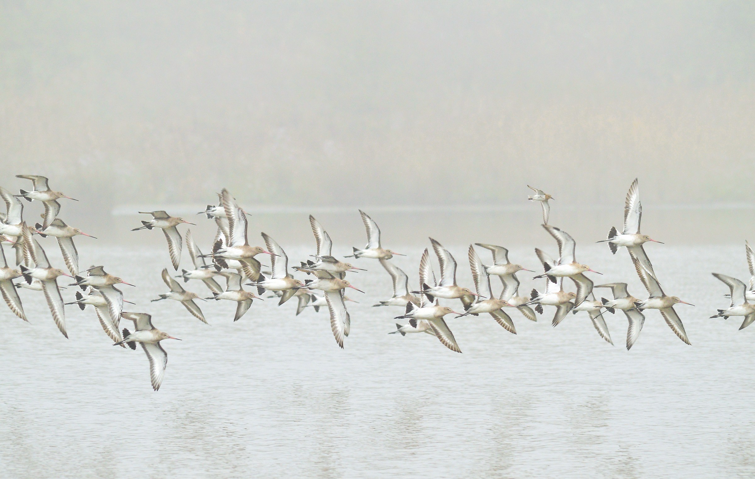 Stormo di pittime reali nella nebbia
