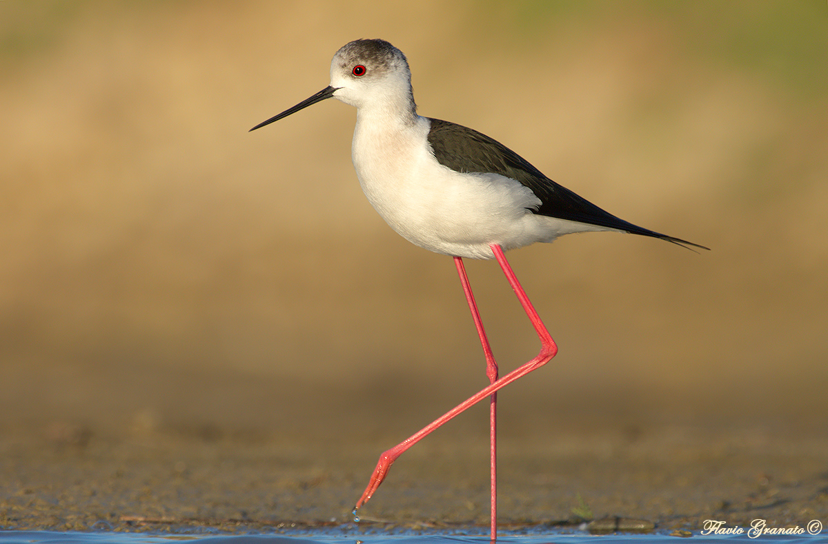 Knight of Italy - no crop