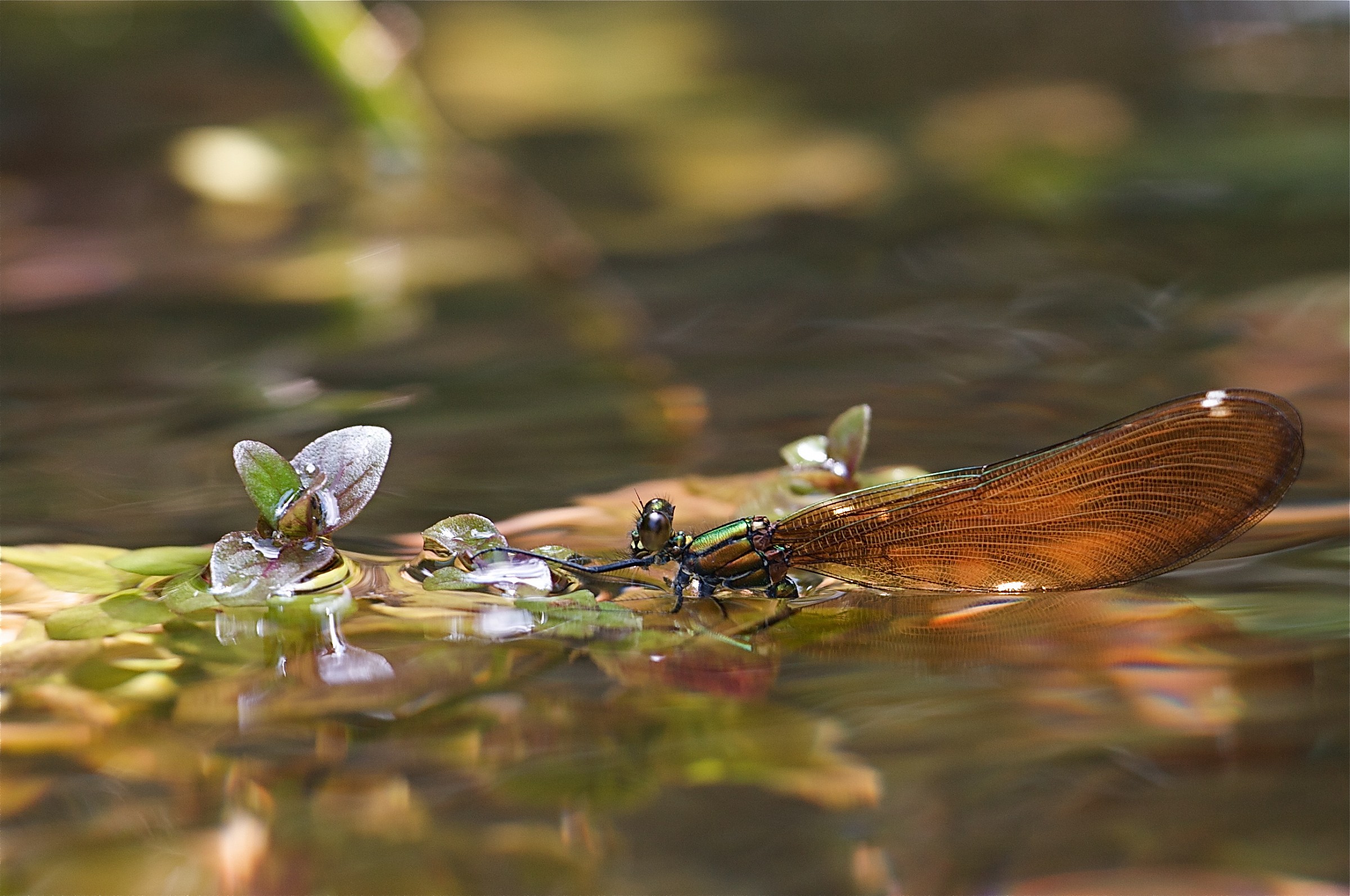 Nell'acqua c'è vita