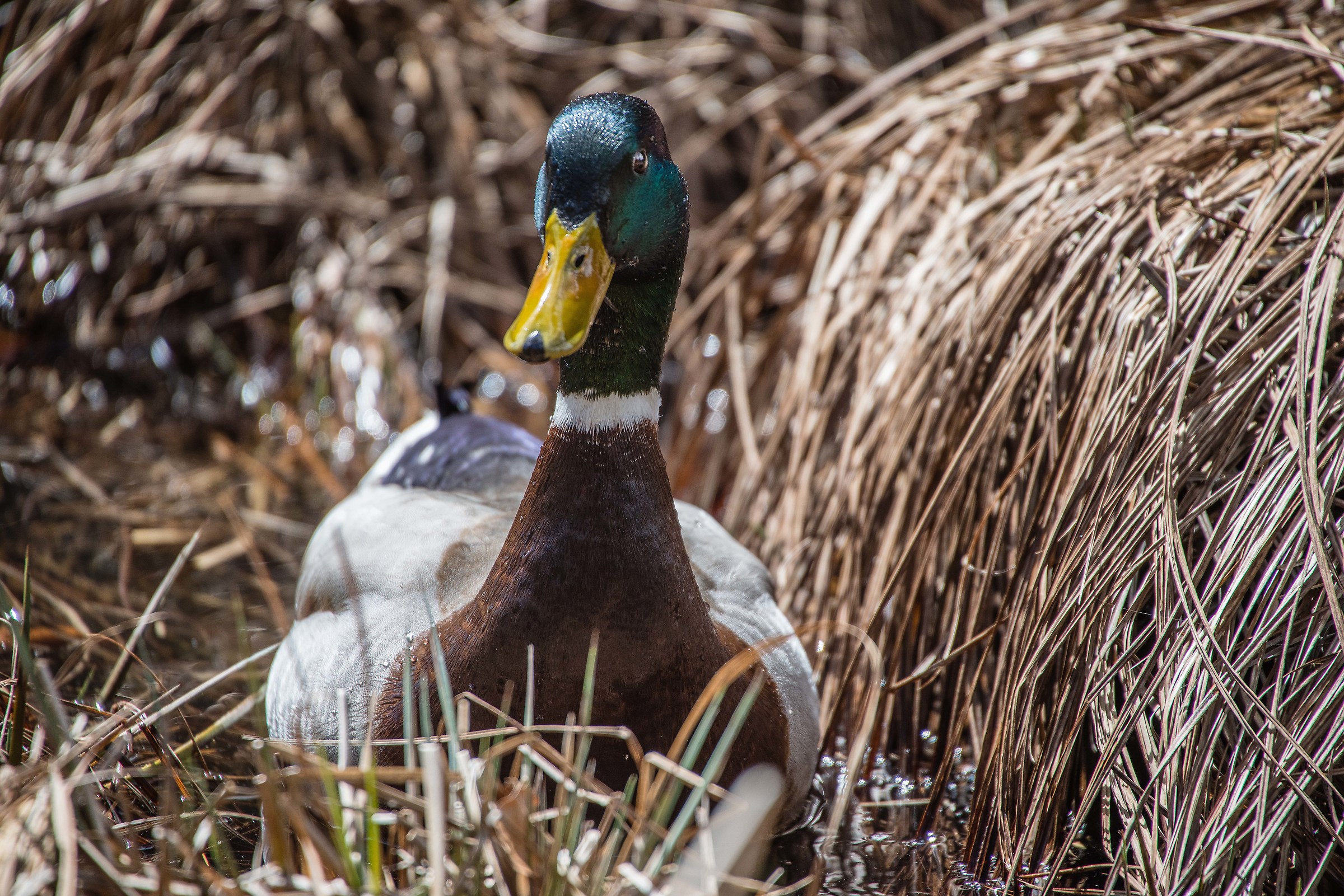 Donald to Tristacher See (Austria)