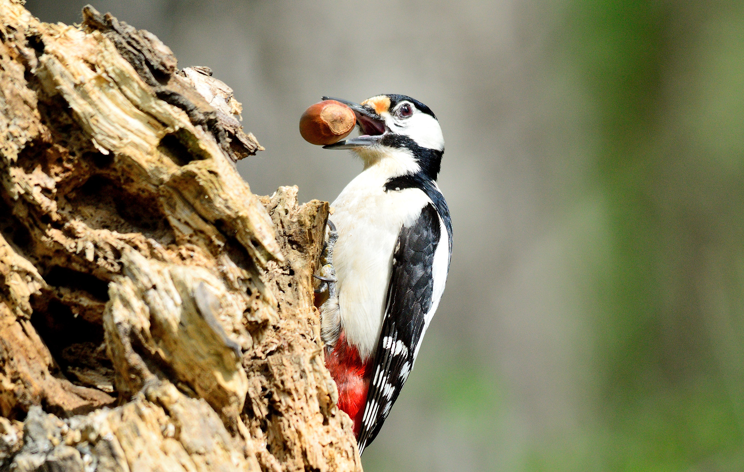 Picchio rosso maggiore