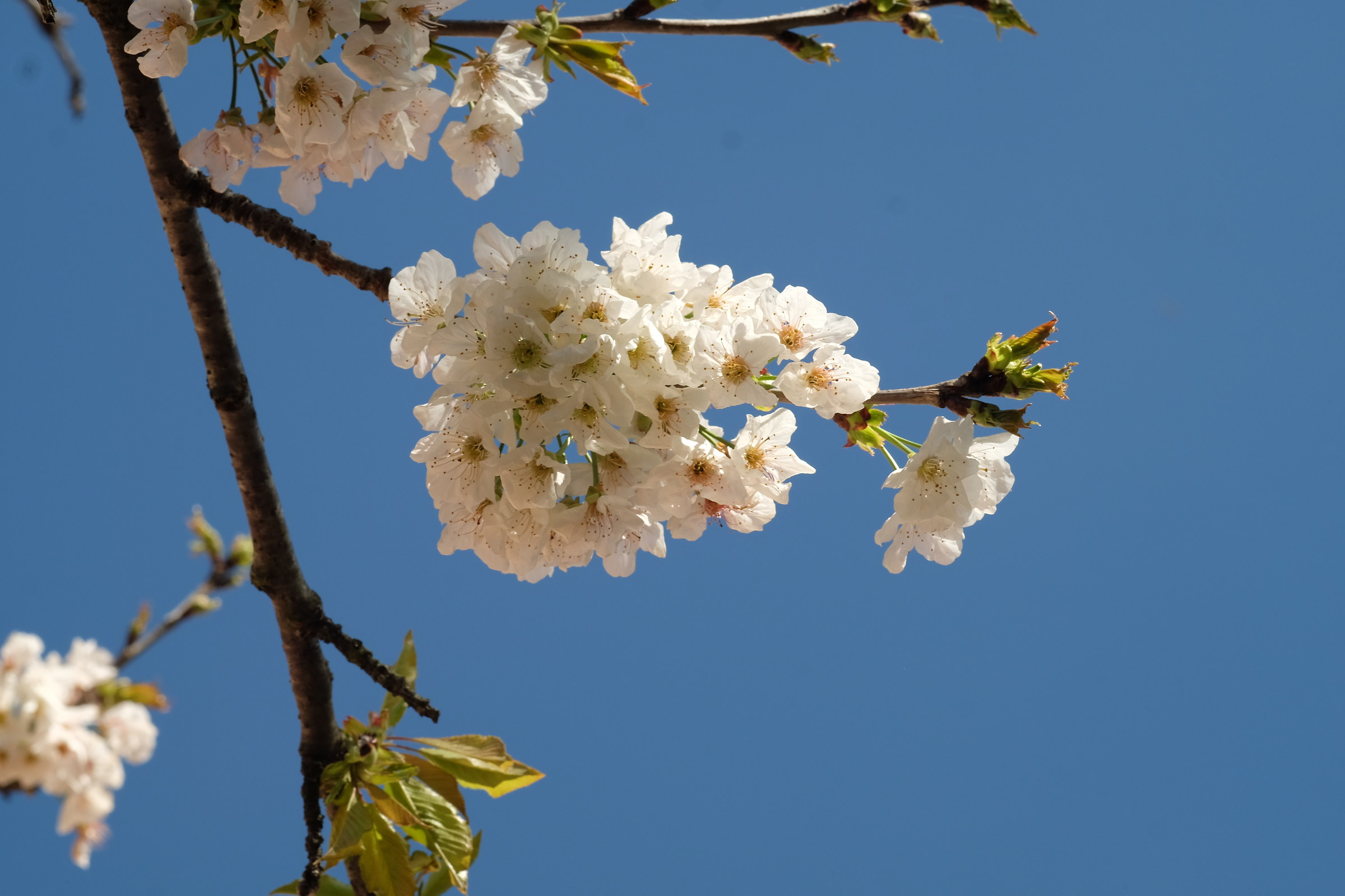 Ciliegio in primavera