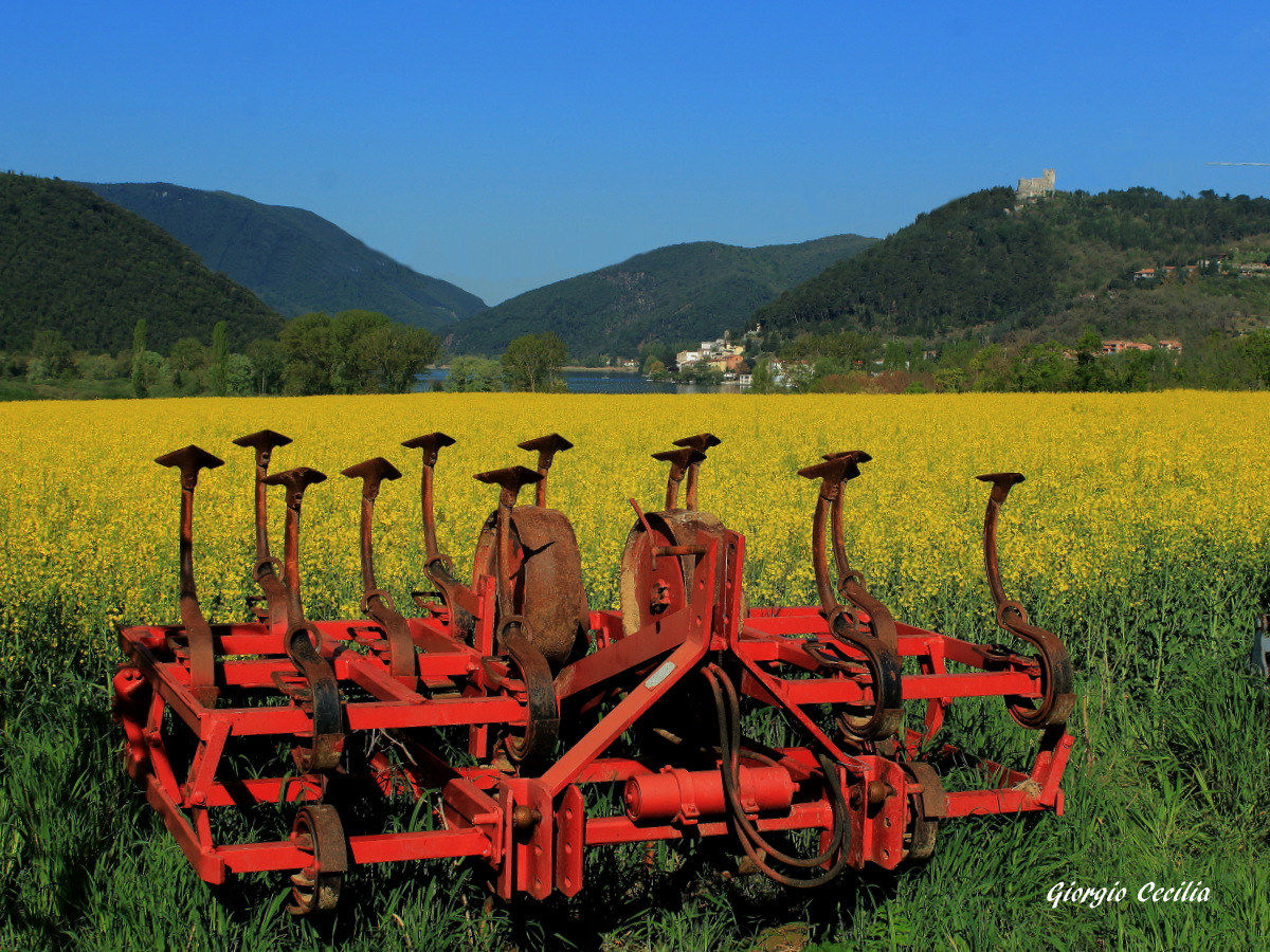 Flowers of the rape on the lake shore