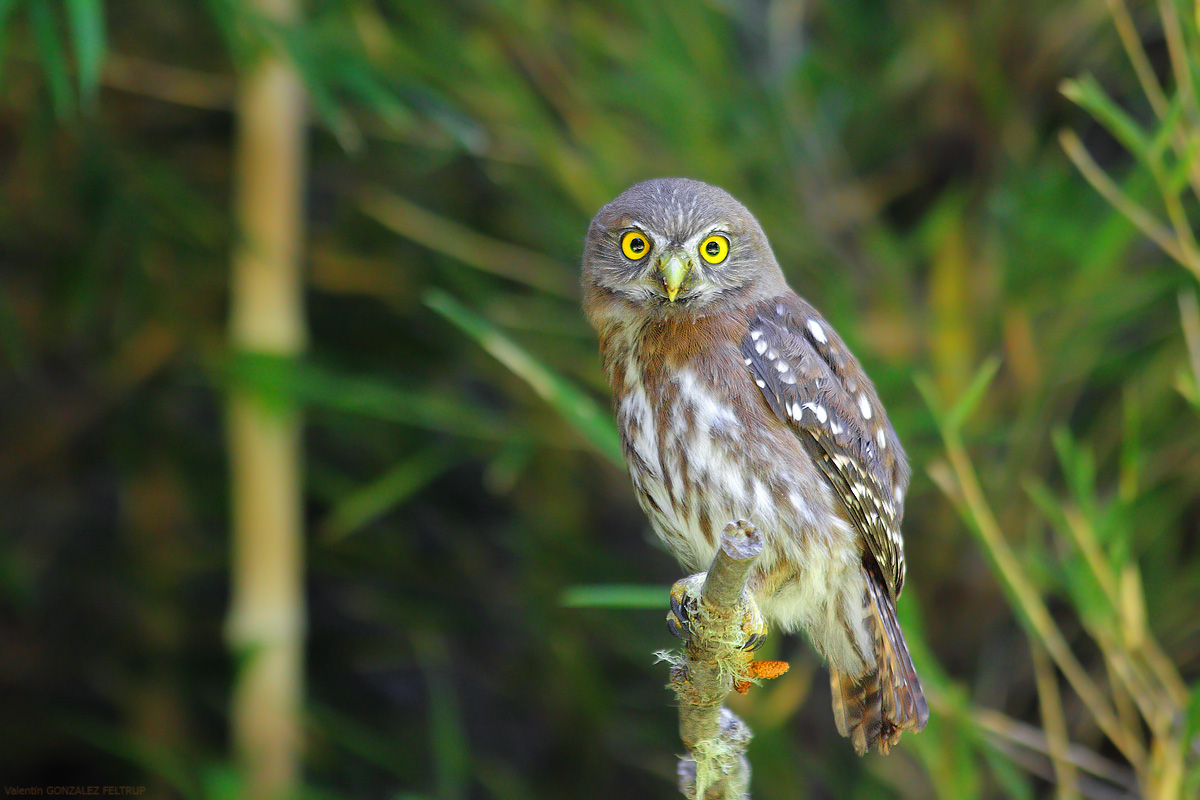 Caburé grande (Glaucidium nanum)