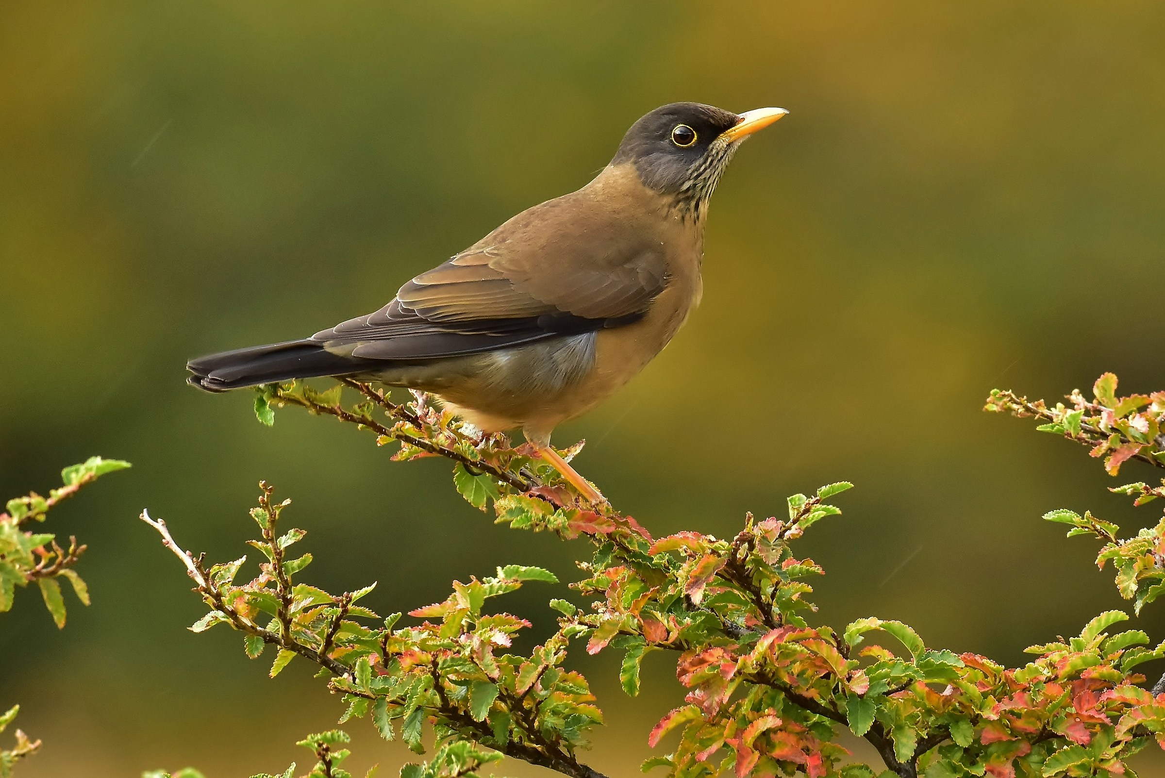 The Patagonian zorzal