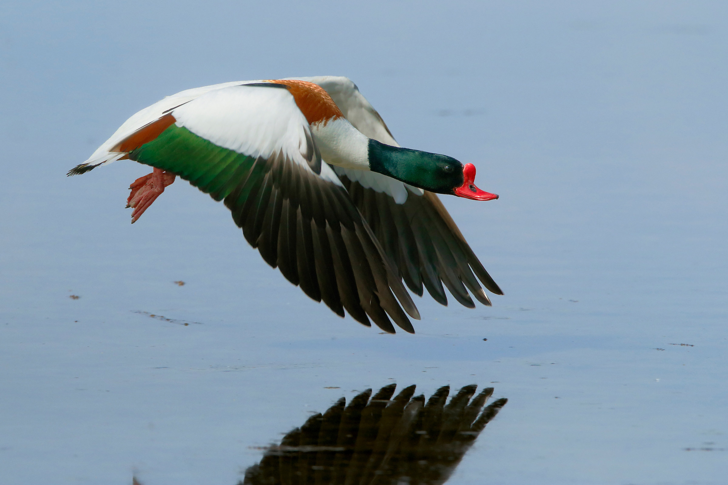 shelduck