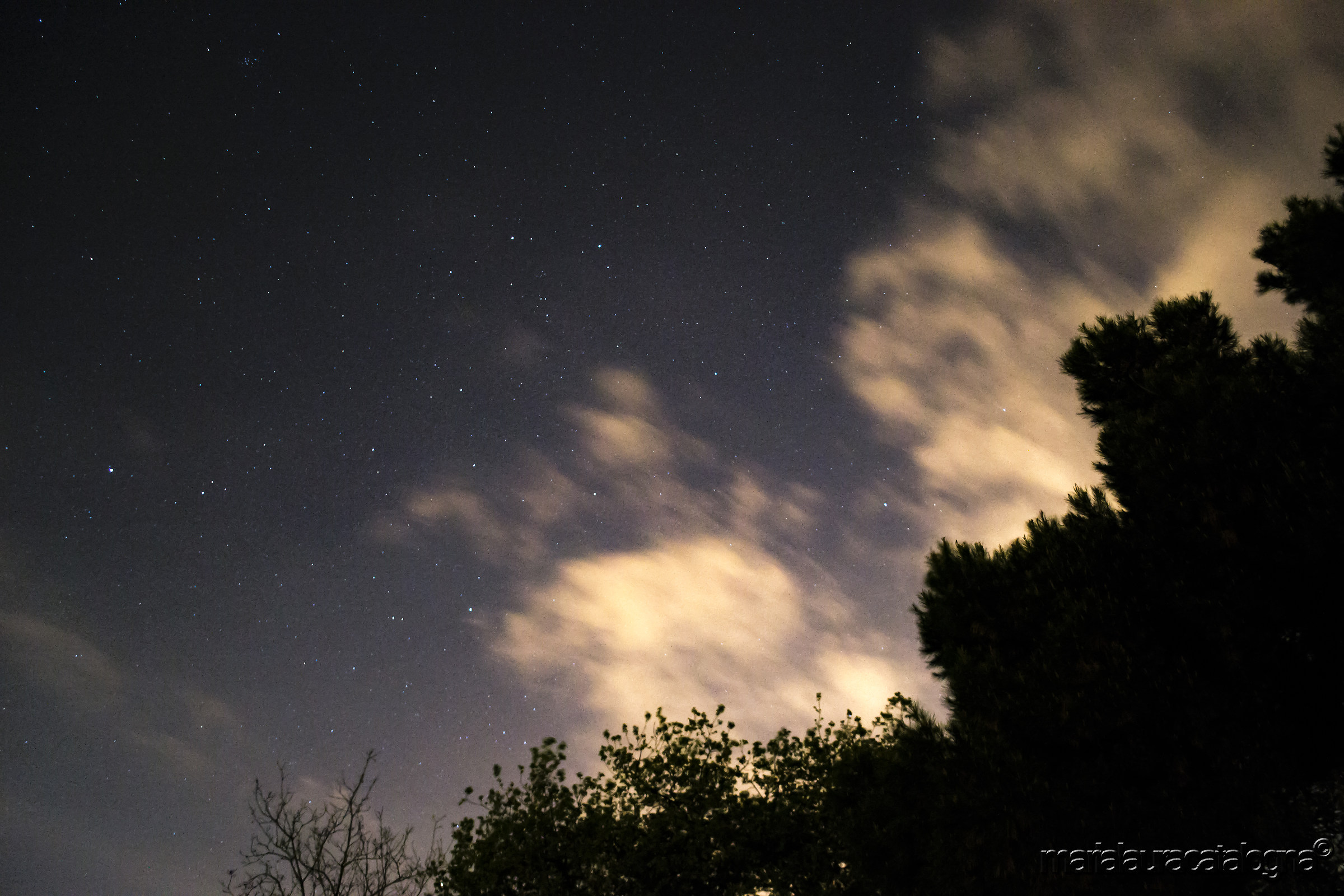Una nuvola nasce dall'albero...
