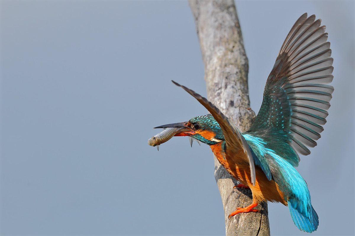 Fish is miooo .......