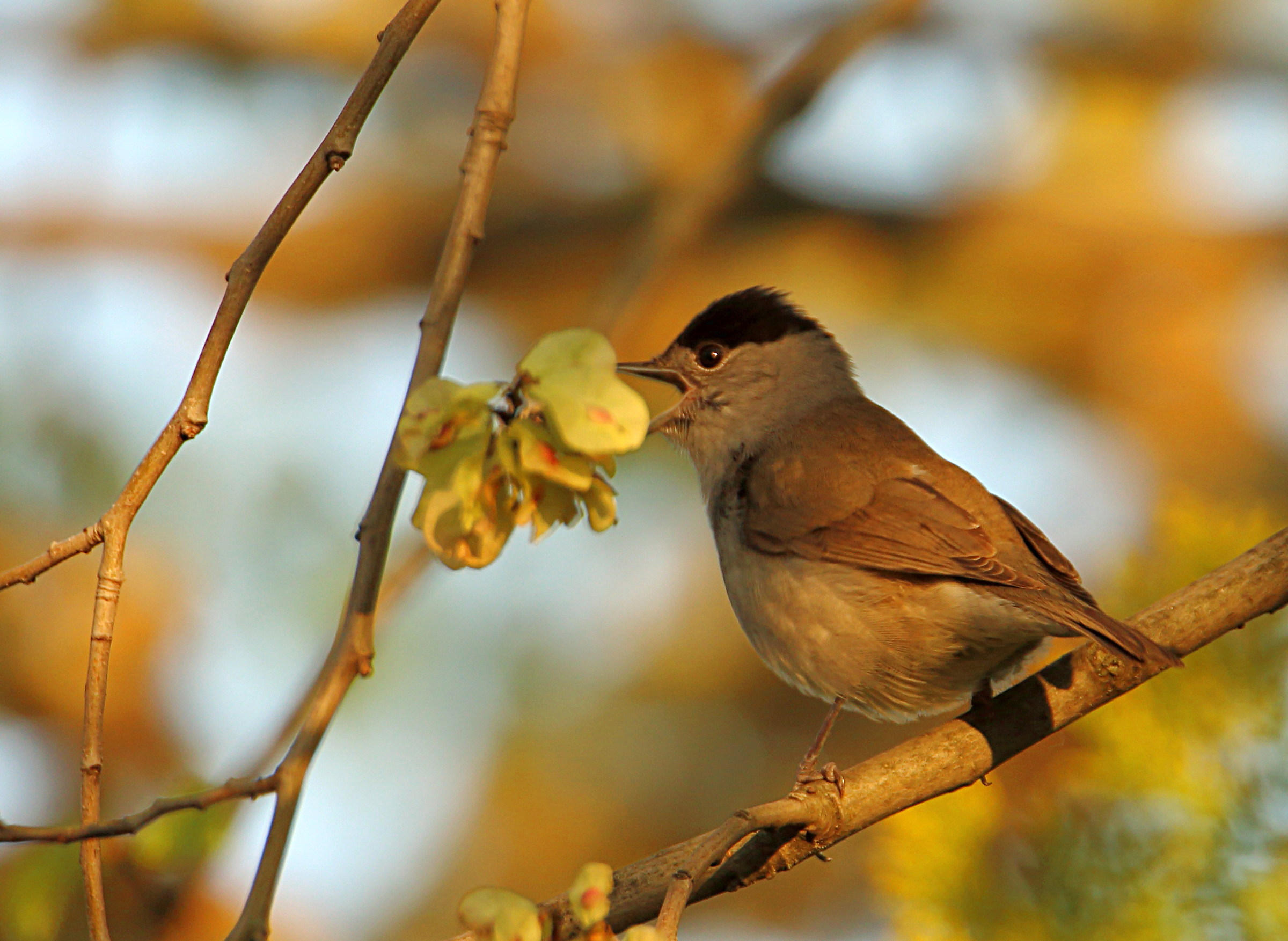 Blackcap
