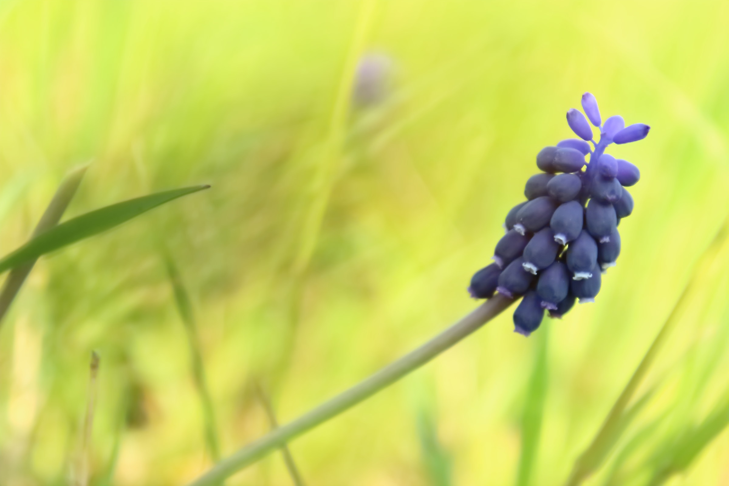 Muscari Armeniacum