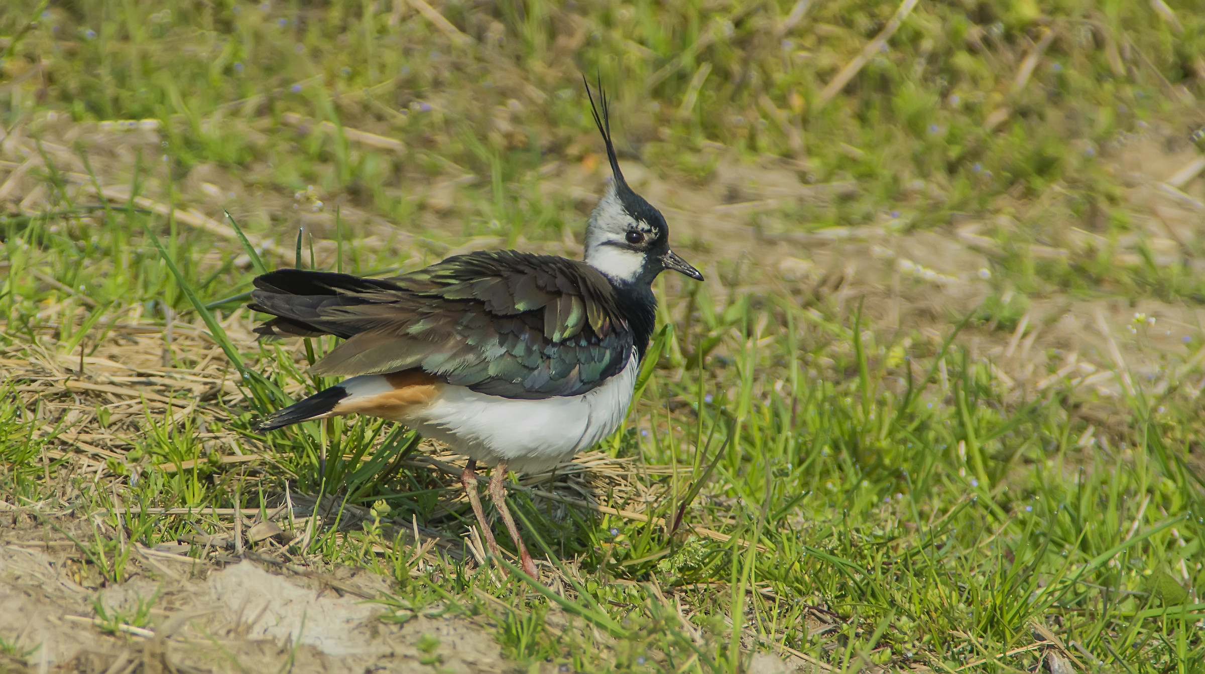 Lapwing