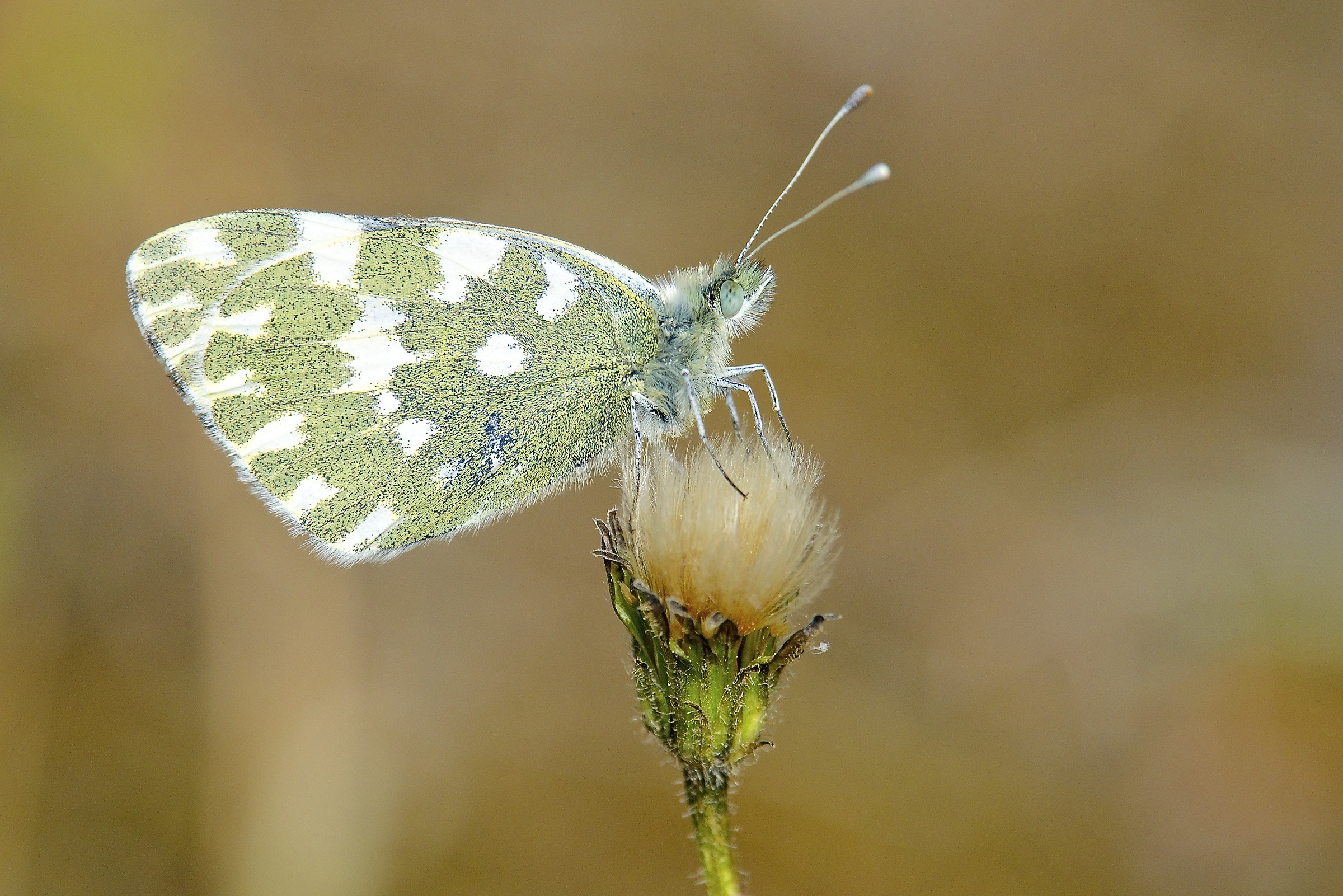 Pieris daplidice