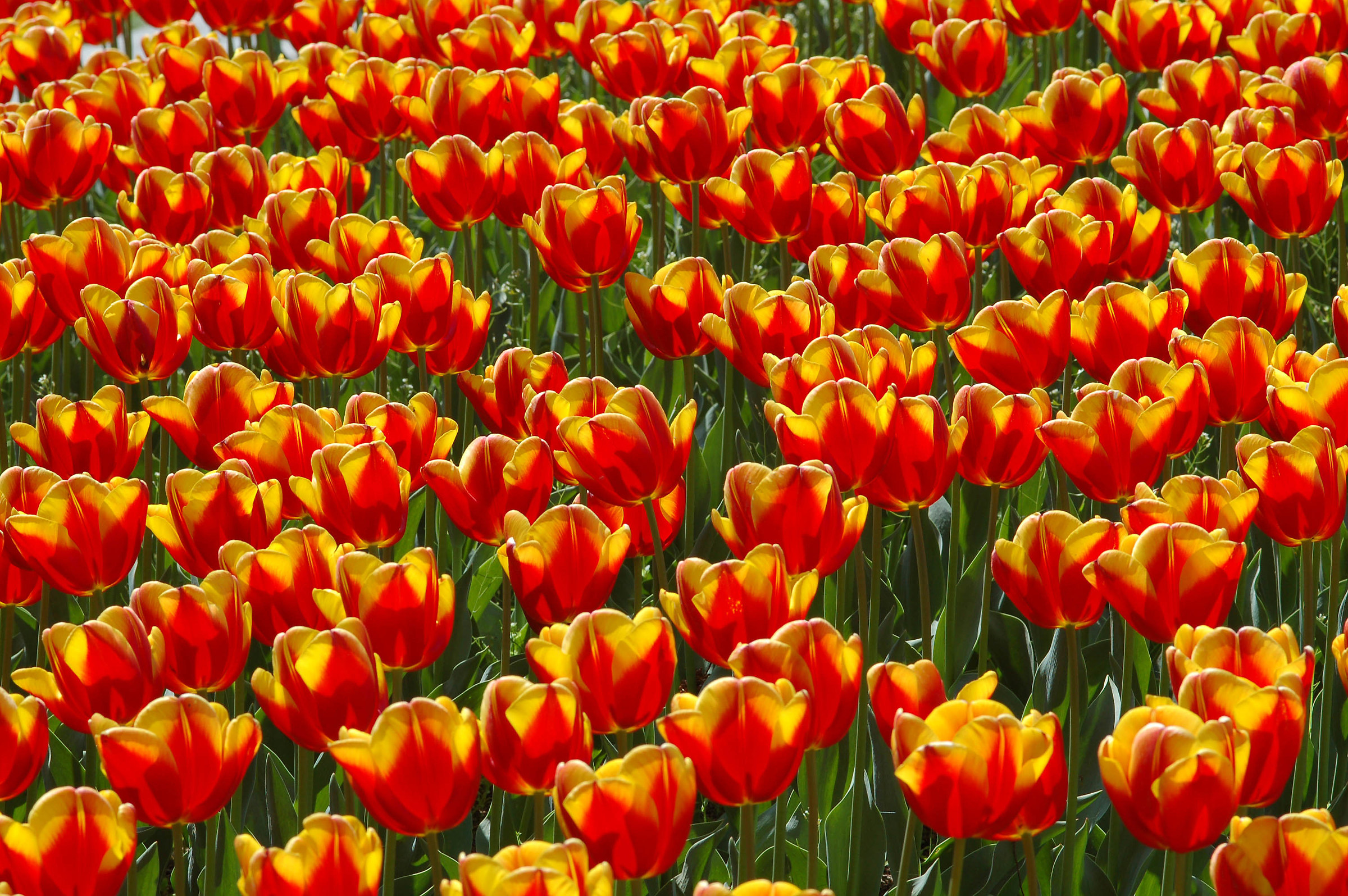 Field of tulips 2