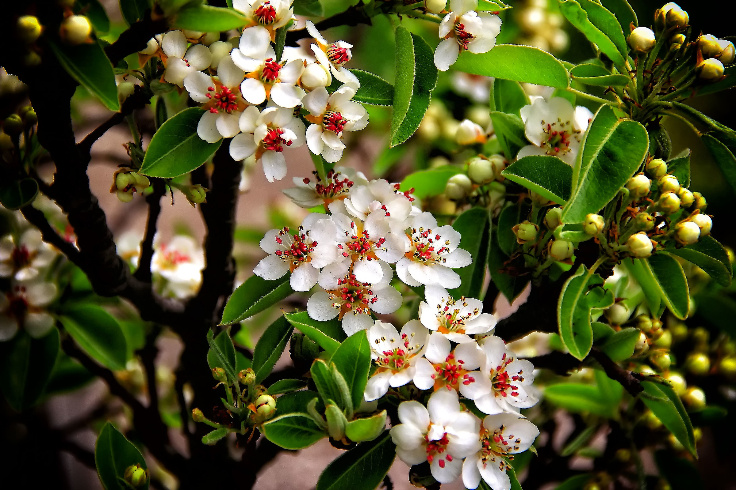 pear flowers.