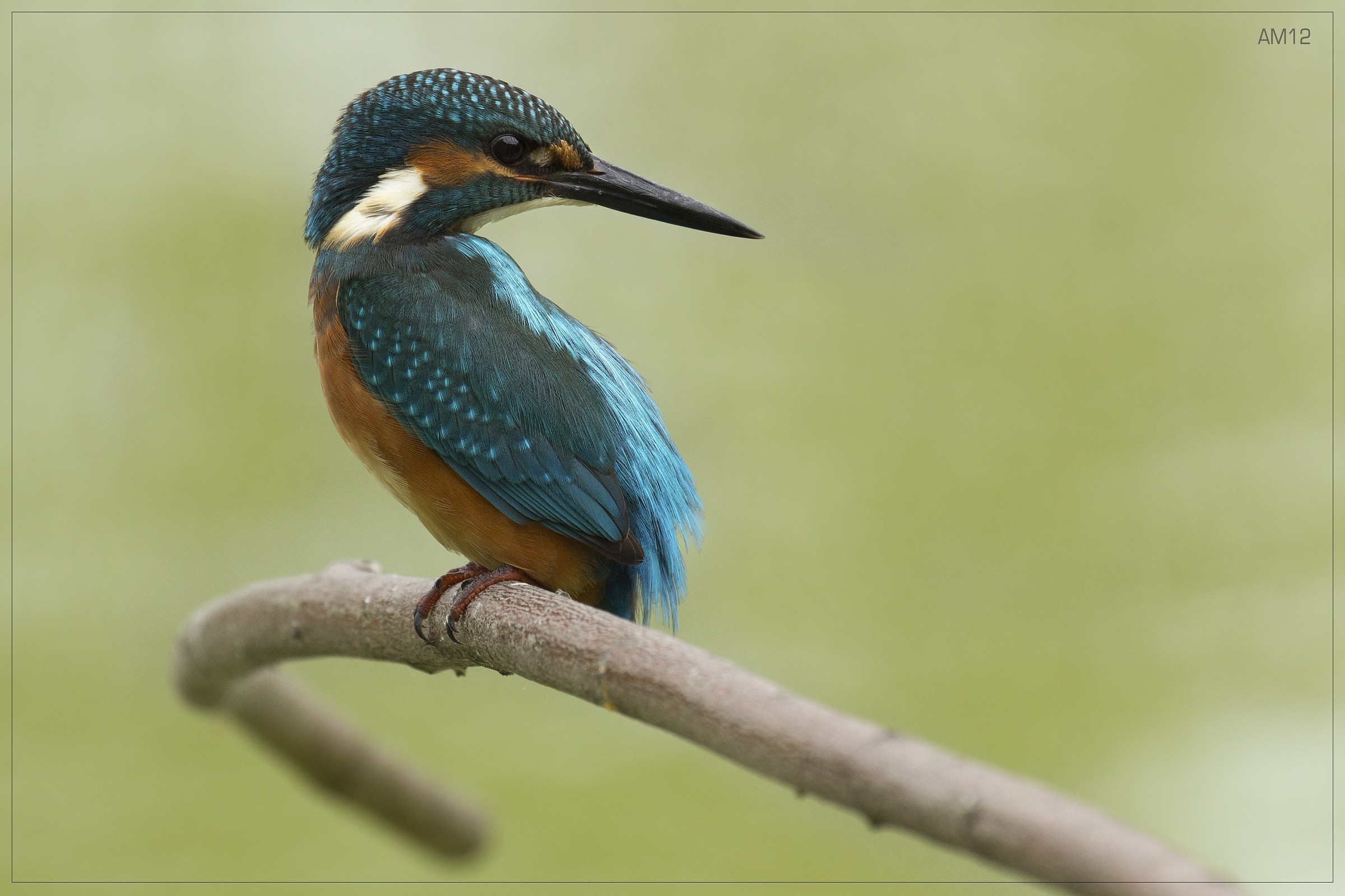 Un Martino di profilo