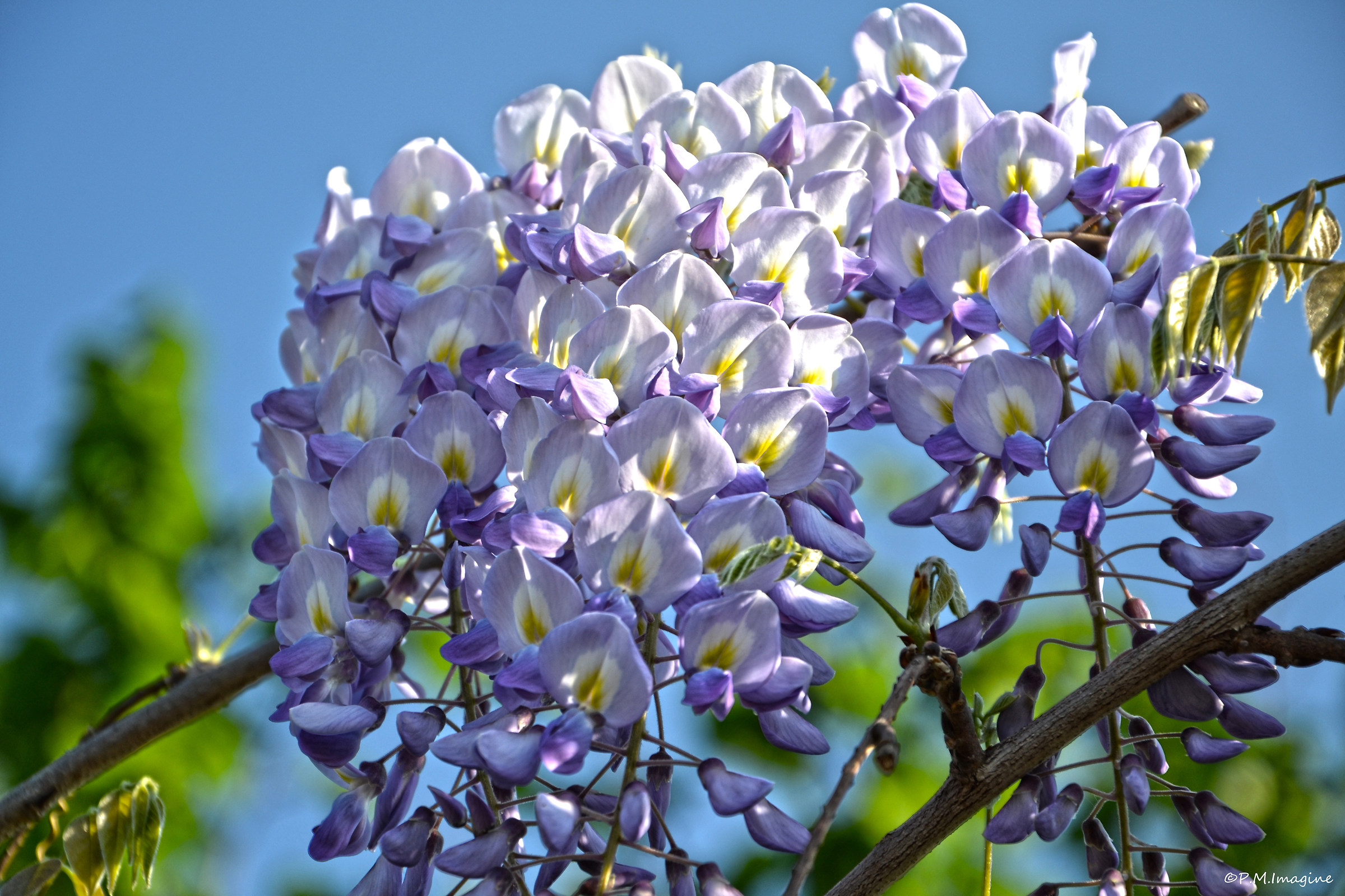 Wisteria