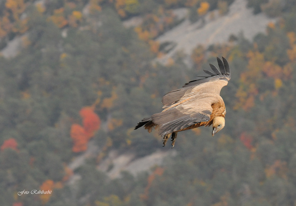 Grifone in ricognizione....
