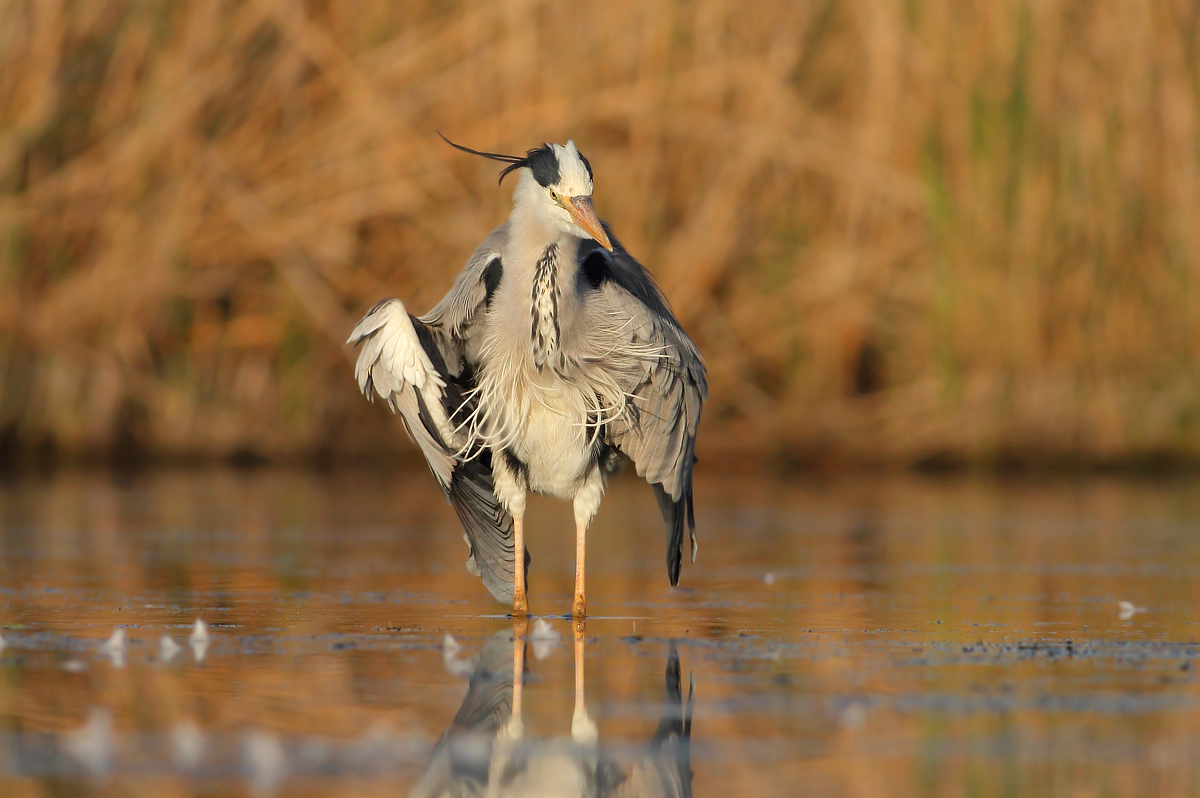 Grey Heron