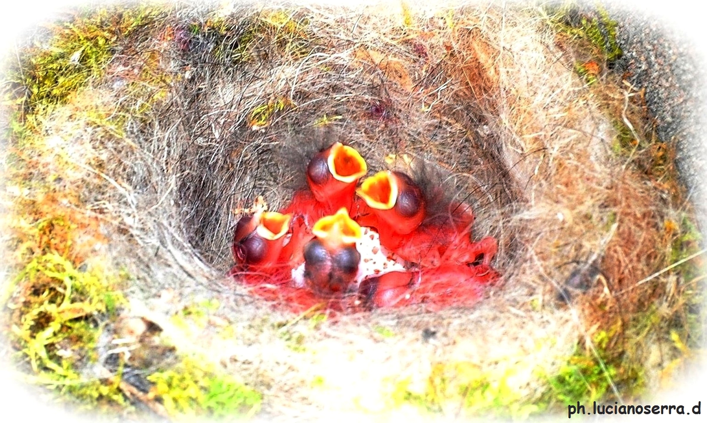 Birds in Ca di Pippo Apennines Bolognese