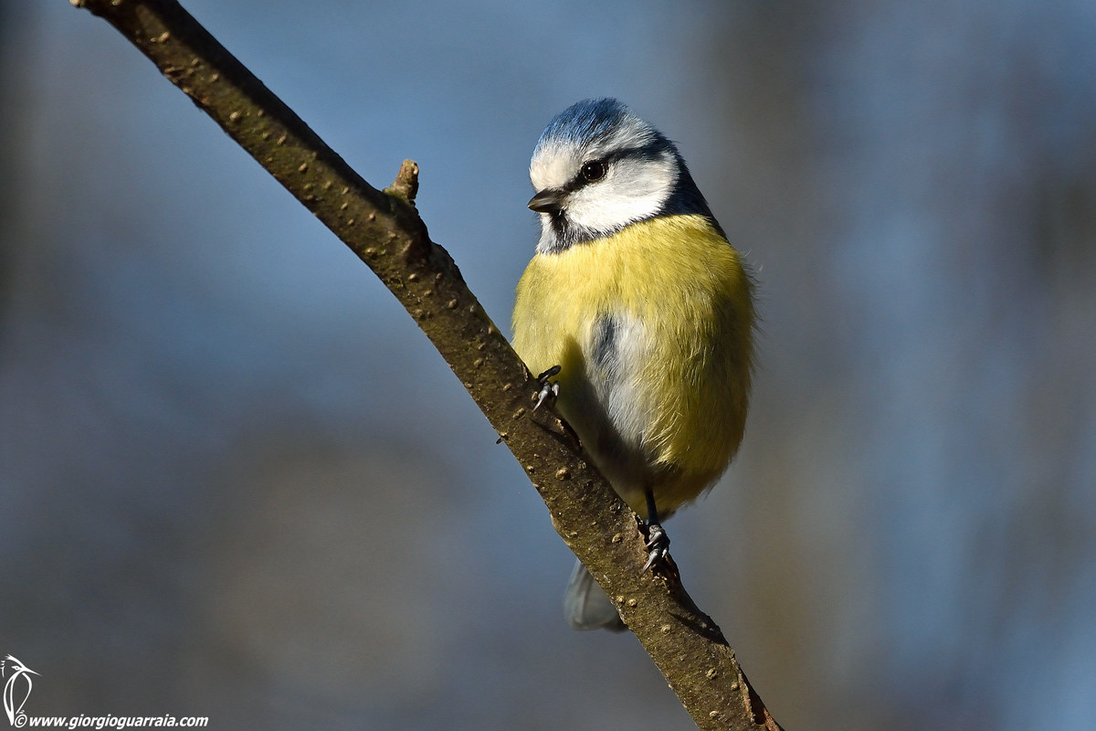 Ritratto di cinciarella