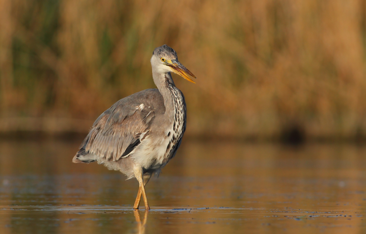 Grey Heron