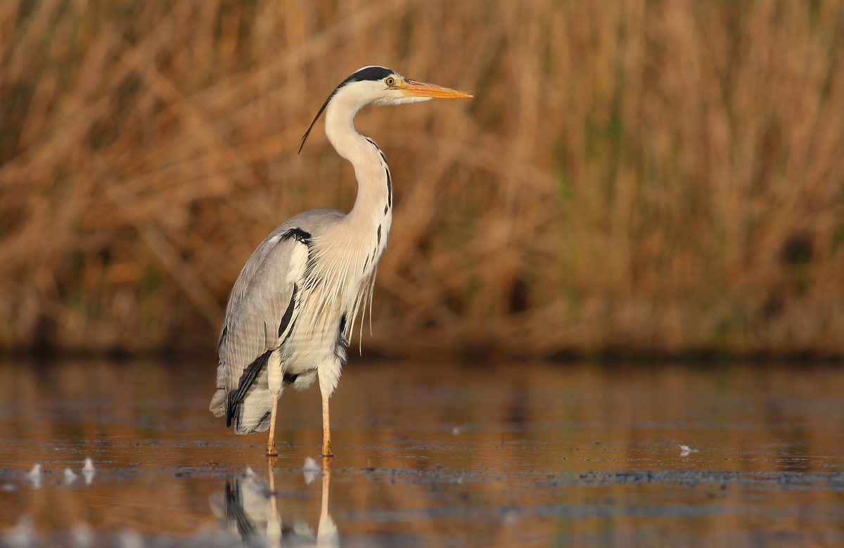 Grey Heron