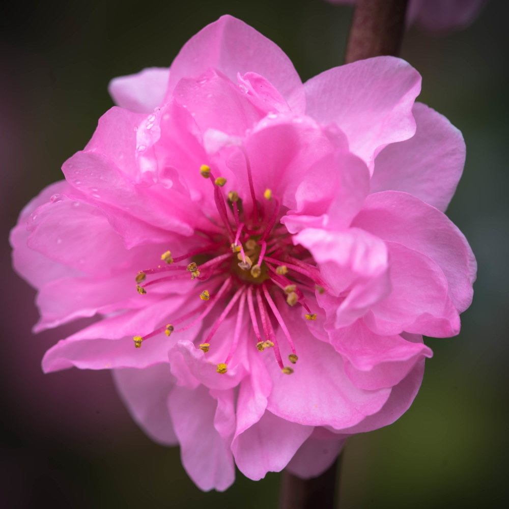 Flowering Peach