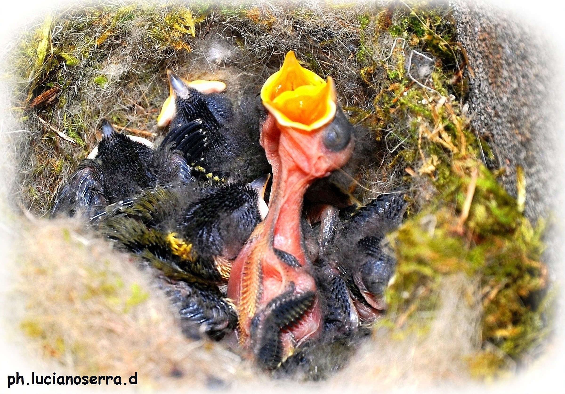 Birds in Ca di Pippo Apennines Bolognese 2