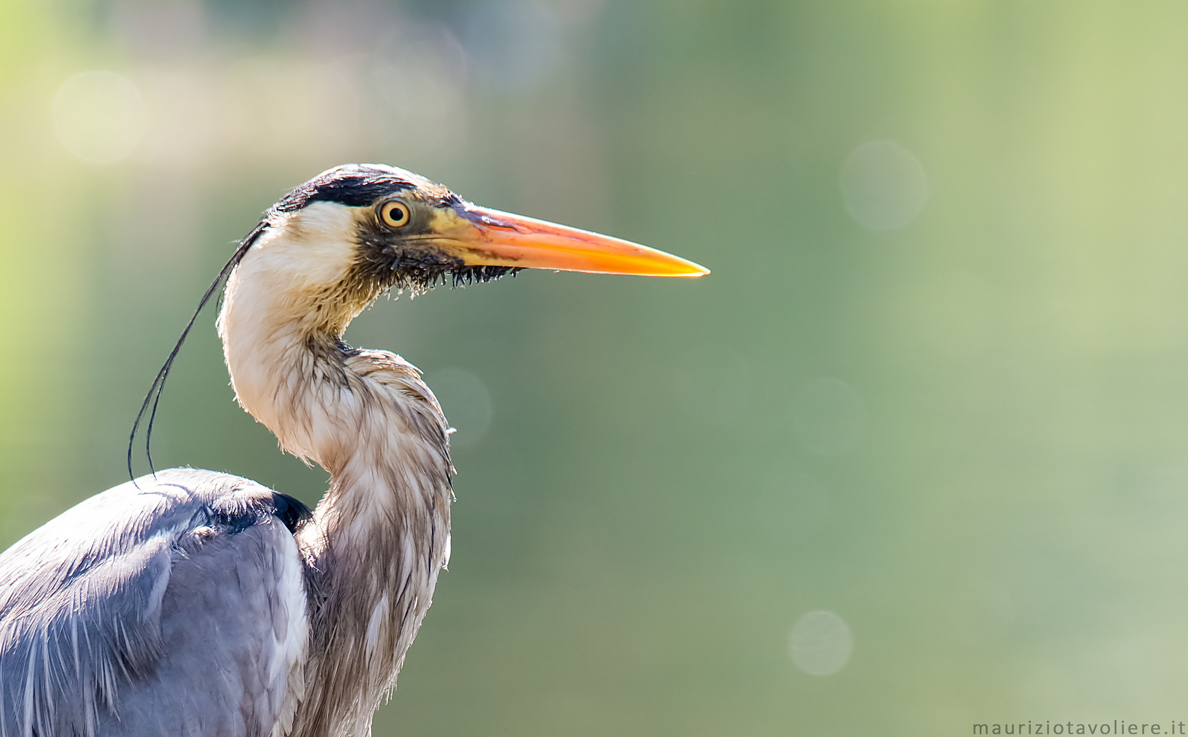 Quando il Cenerino fa lo gnorri !!