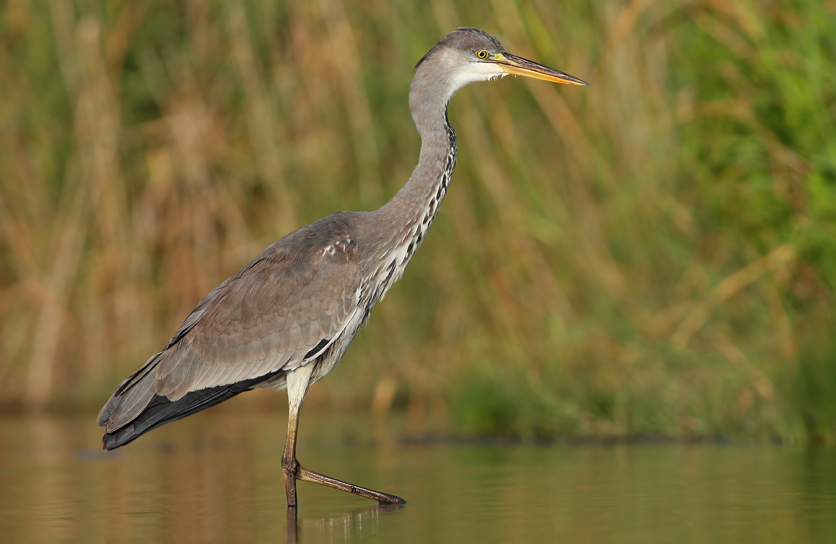 Grey Heron