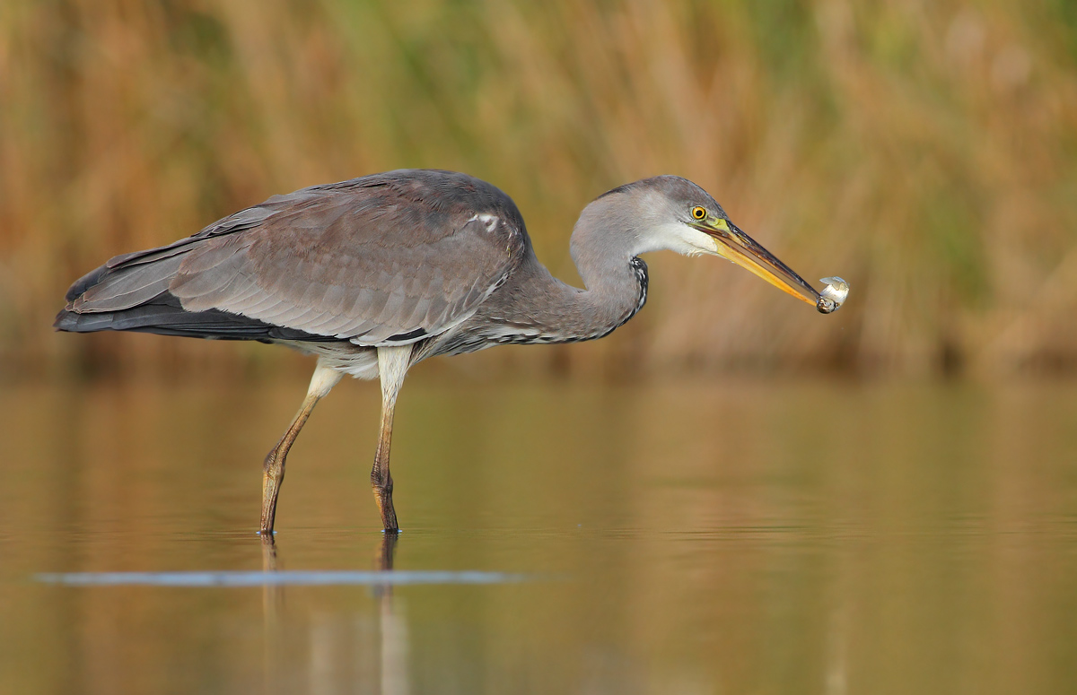 Grey Heron