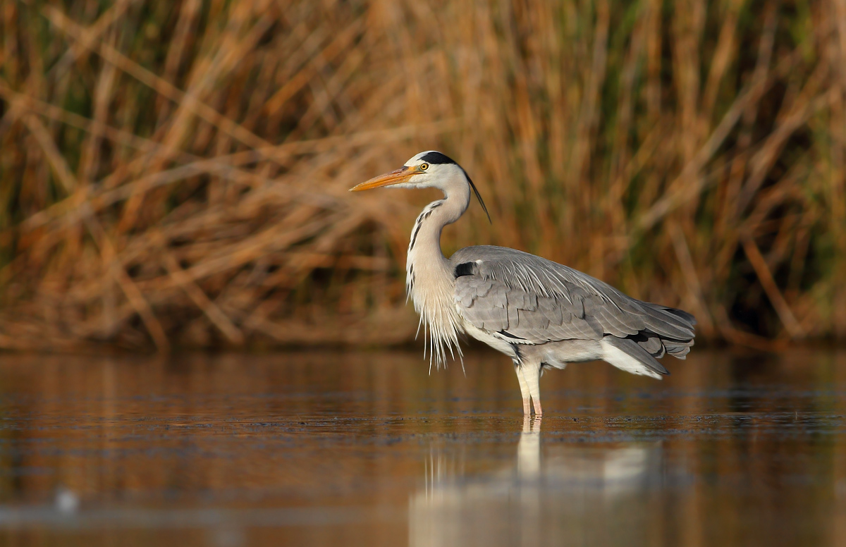 Grey Heron