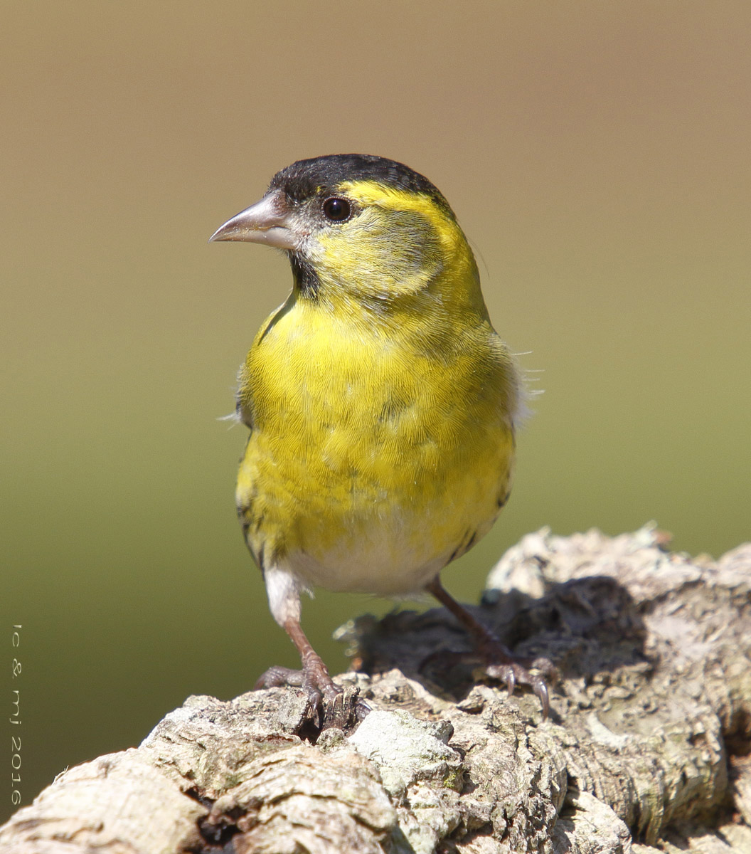 Carduelis spinus
