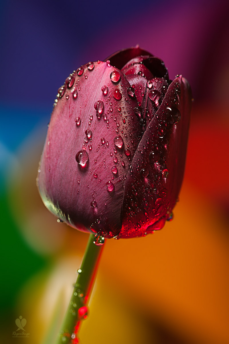 Gli equilibri del cuore