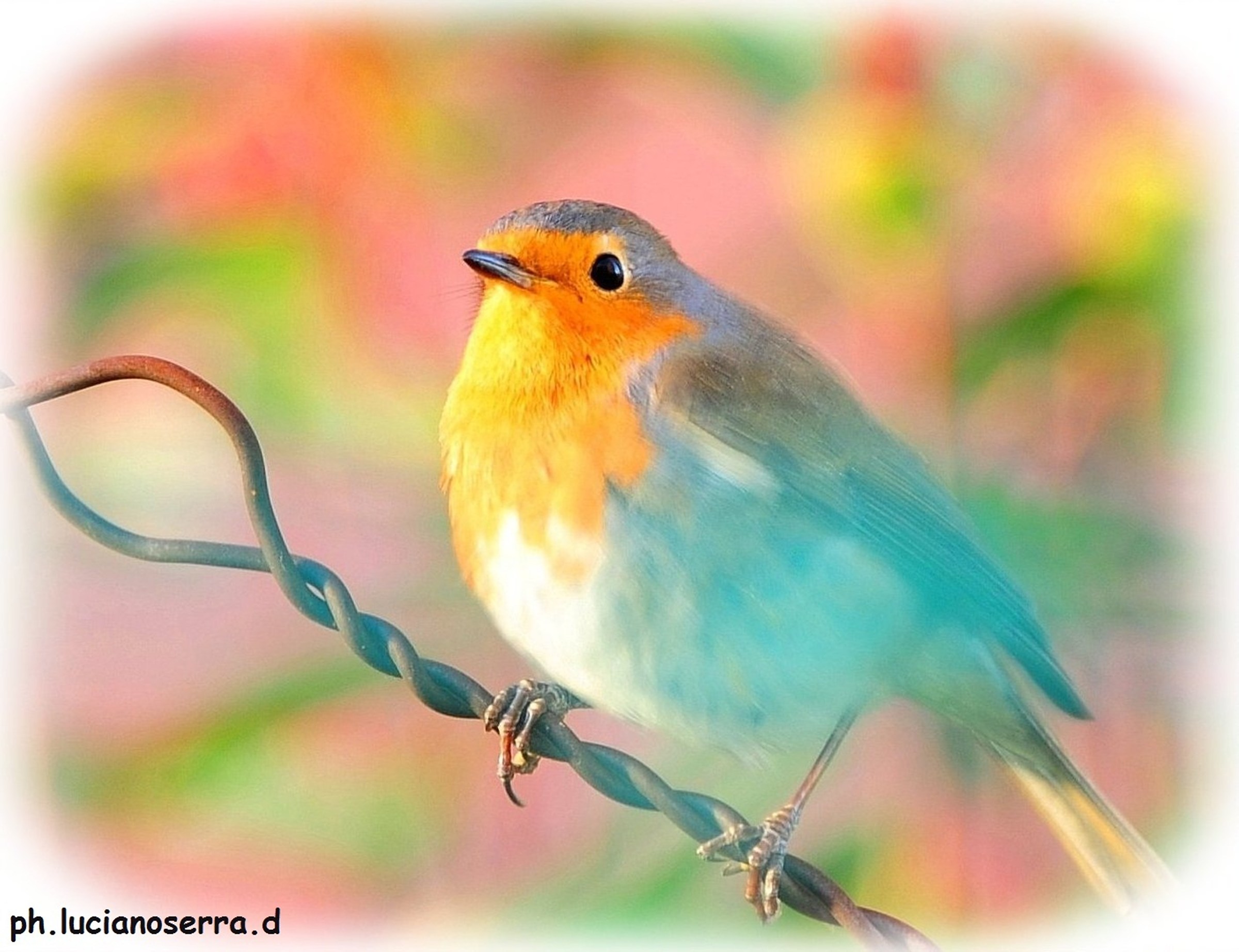 Robin half hidden ...