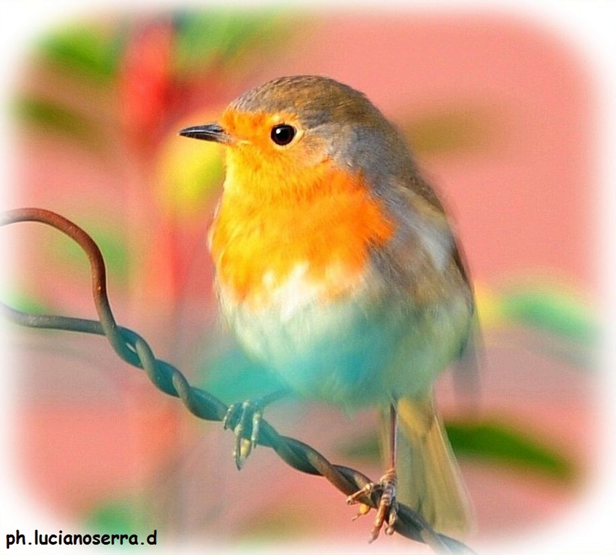 Robin half hidden ...