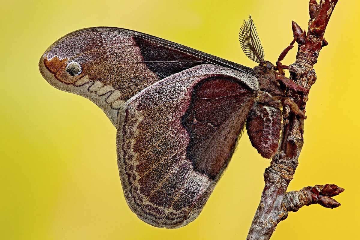 Callosamia promethea