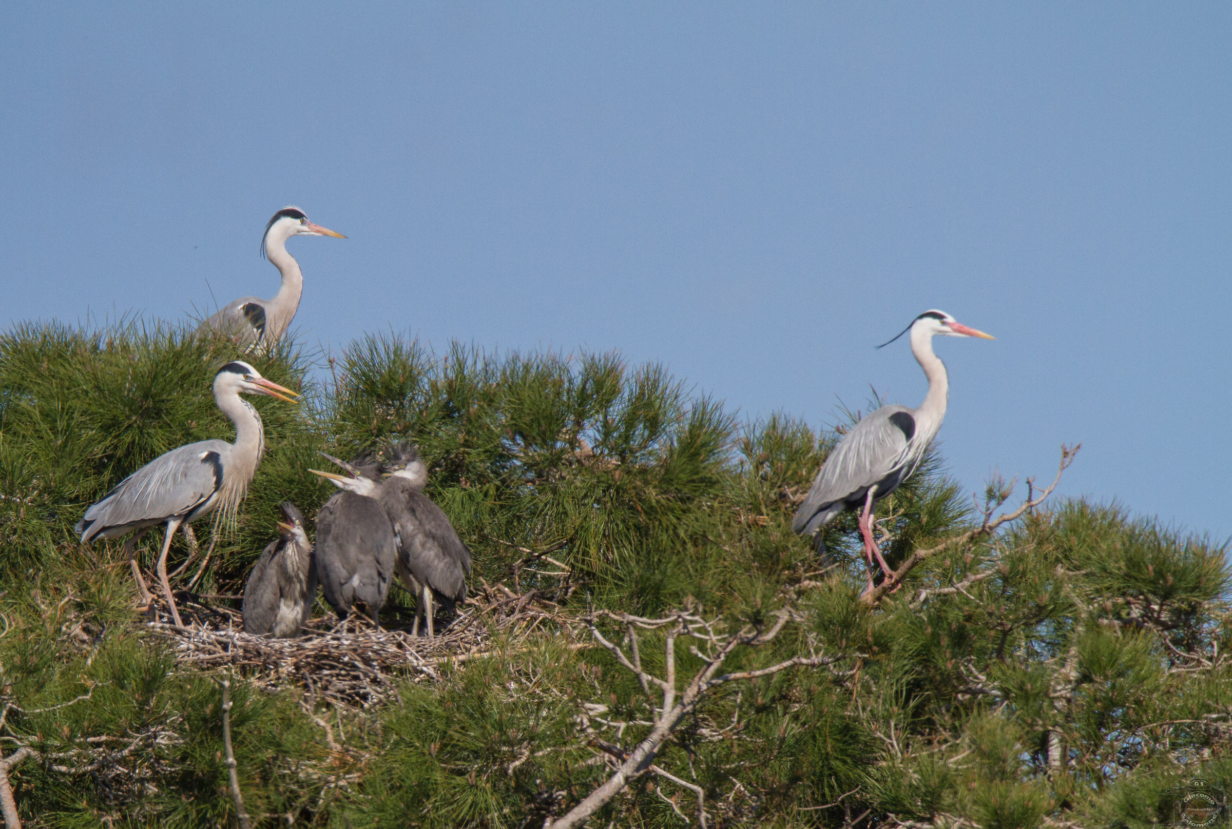 Herons nest of Greys
