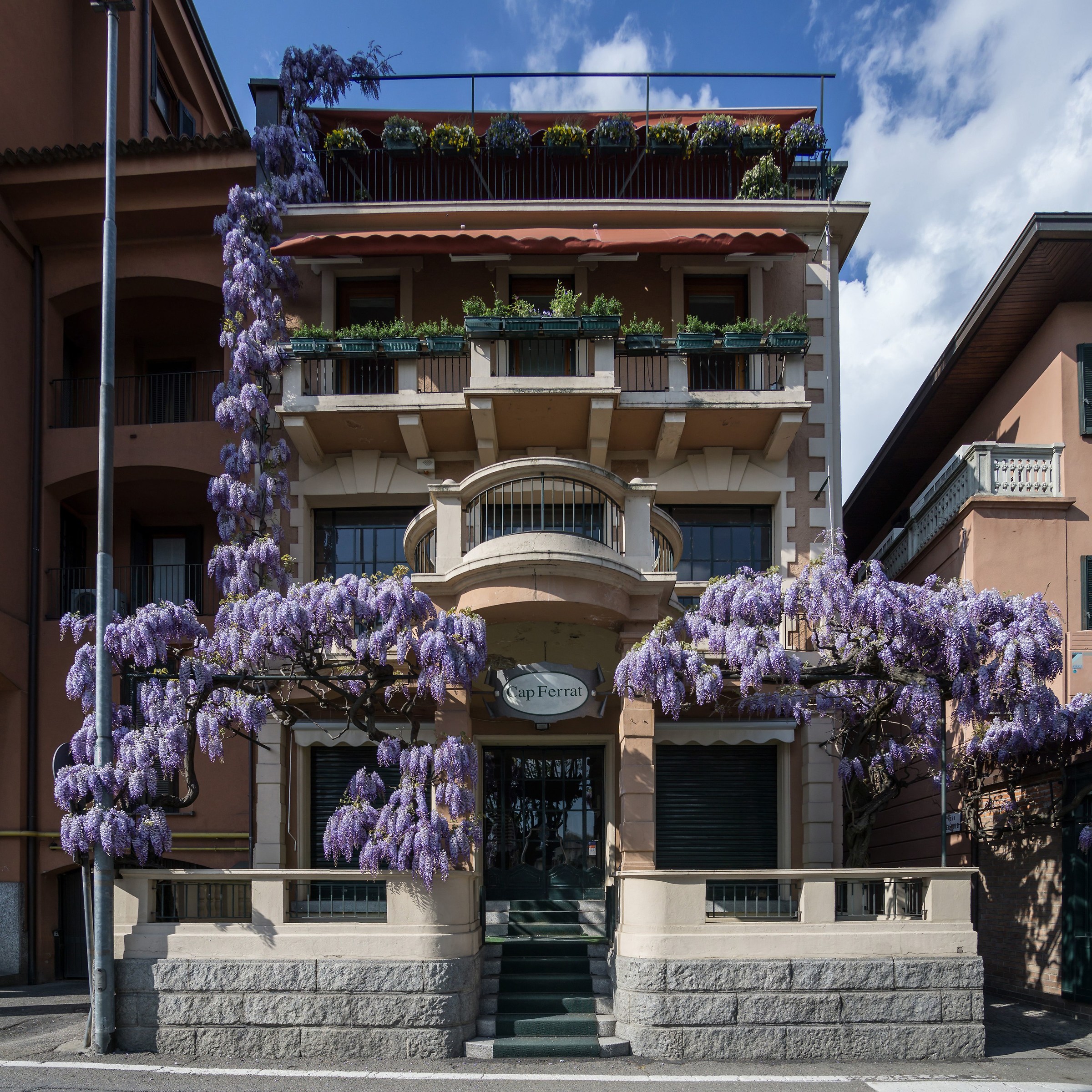 Fioritura del glicine - 1