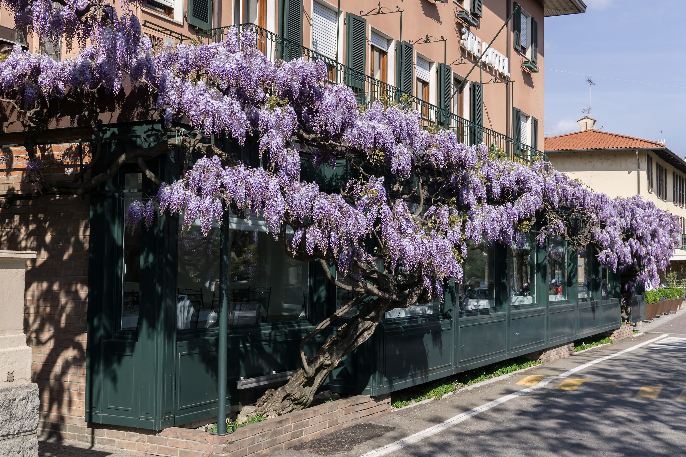 Fioritura del glicine - 2