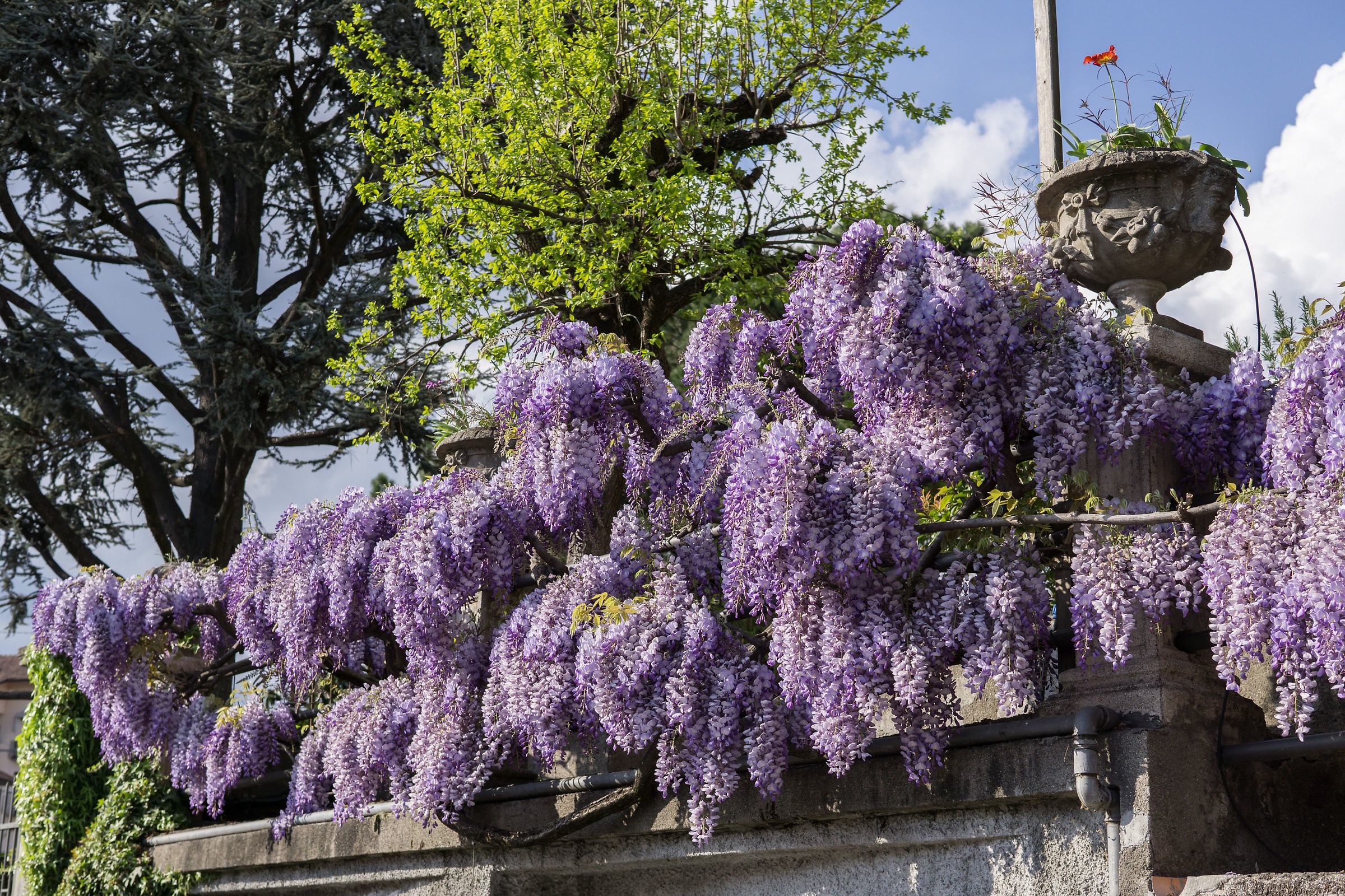 Fioritura del glicine - 4