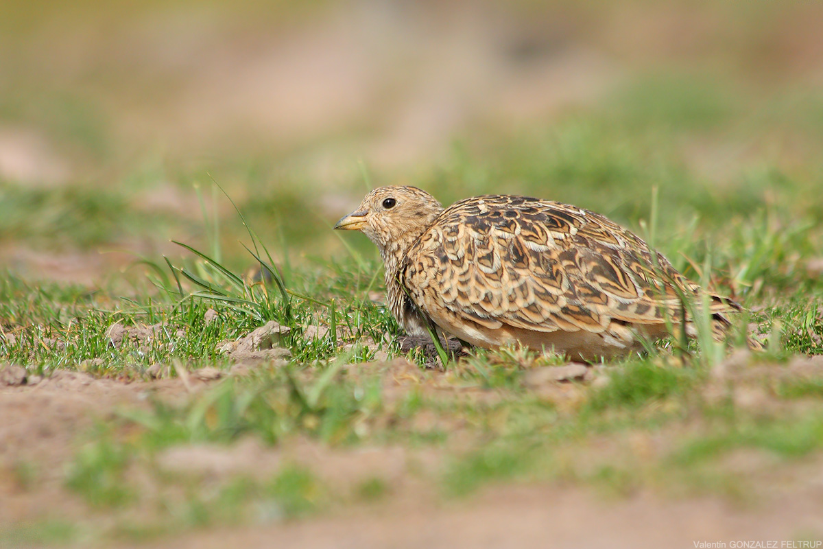 Agachona de collar (Thinocorus orbignyianus)