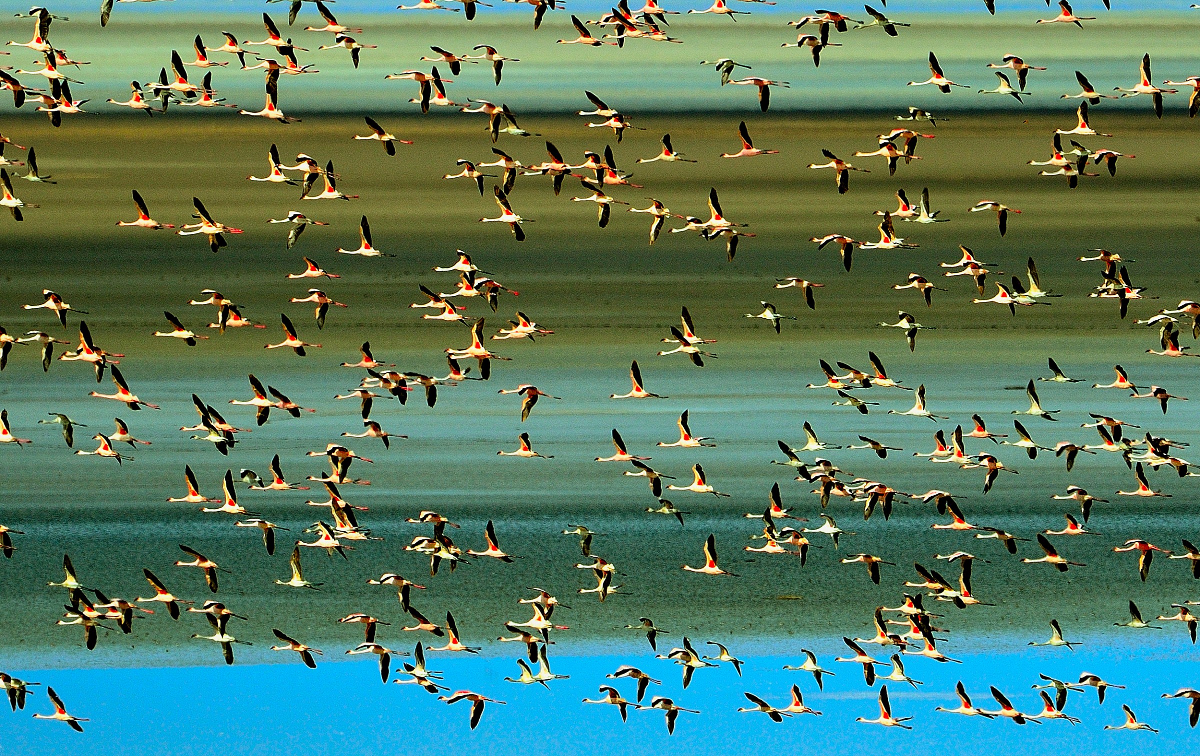 Lake Maniara - fenicotteri