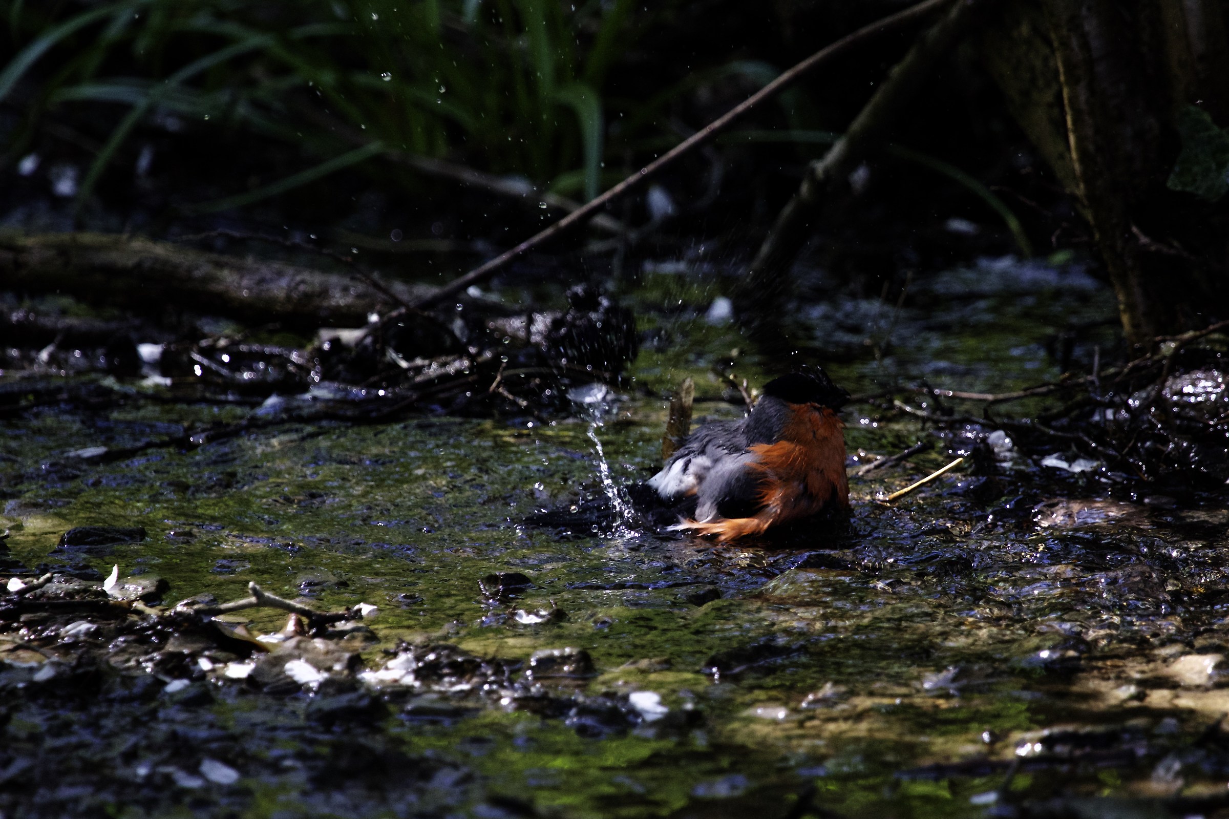 Bullfinch to the bathroom
