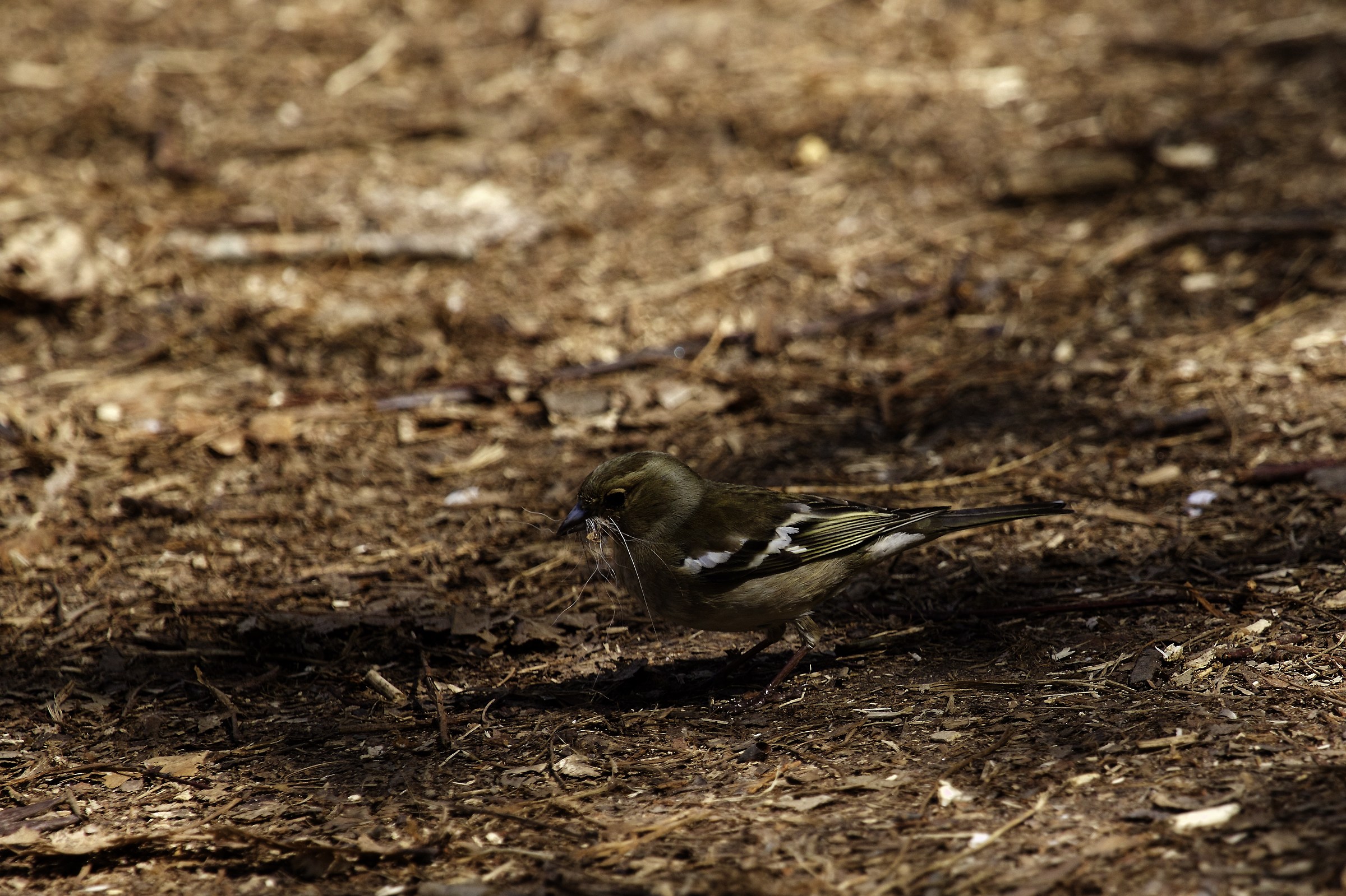 Female Chaffinch - nest preparation