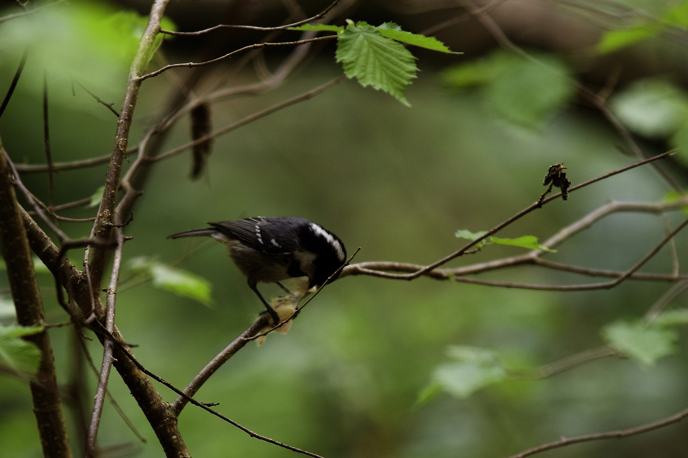 Coal Tit